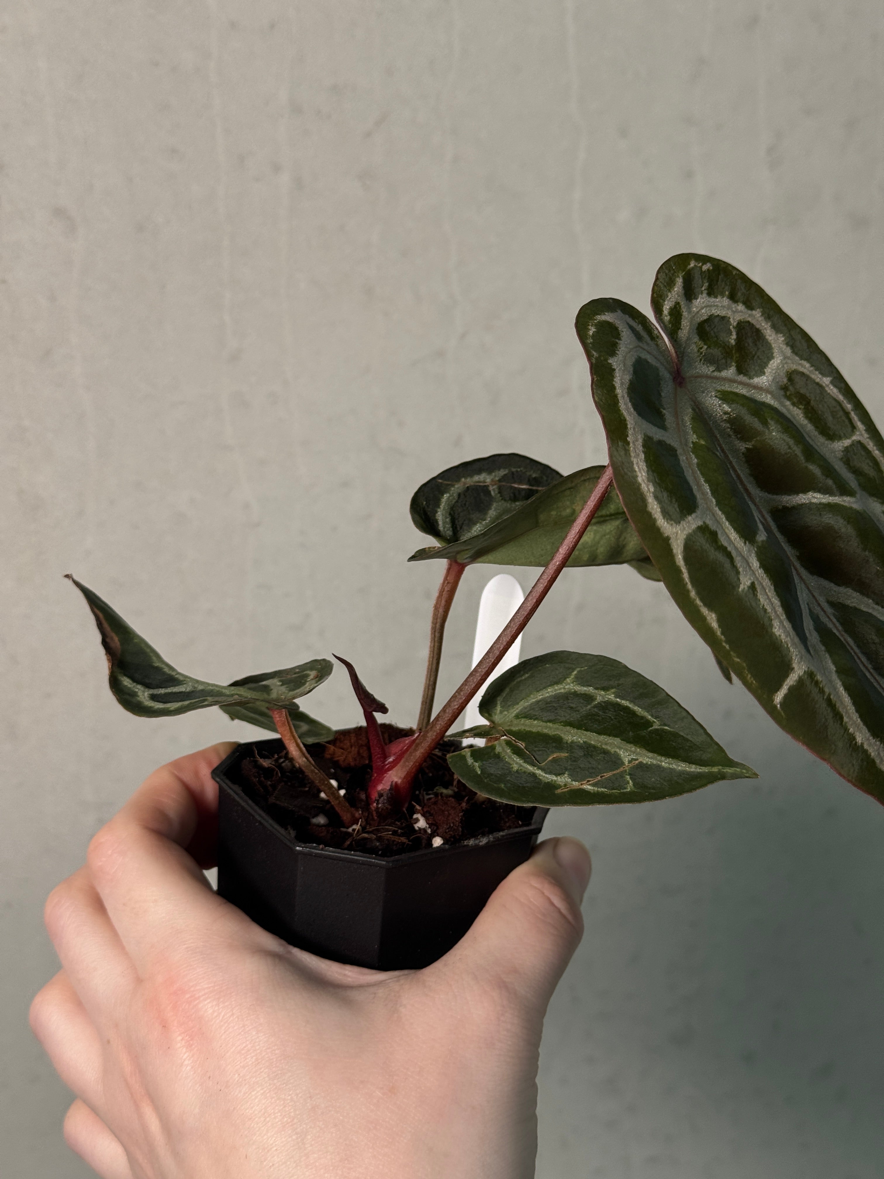 Anthurium Michelle '10' x Michelle Long '20' - Clone - SMUKHI