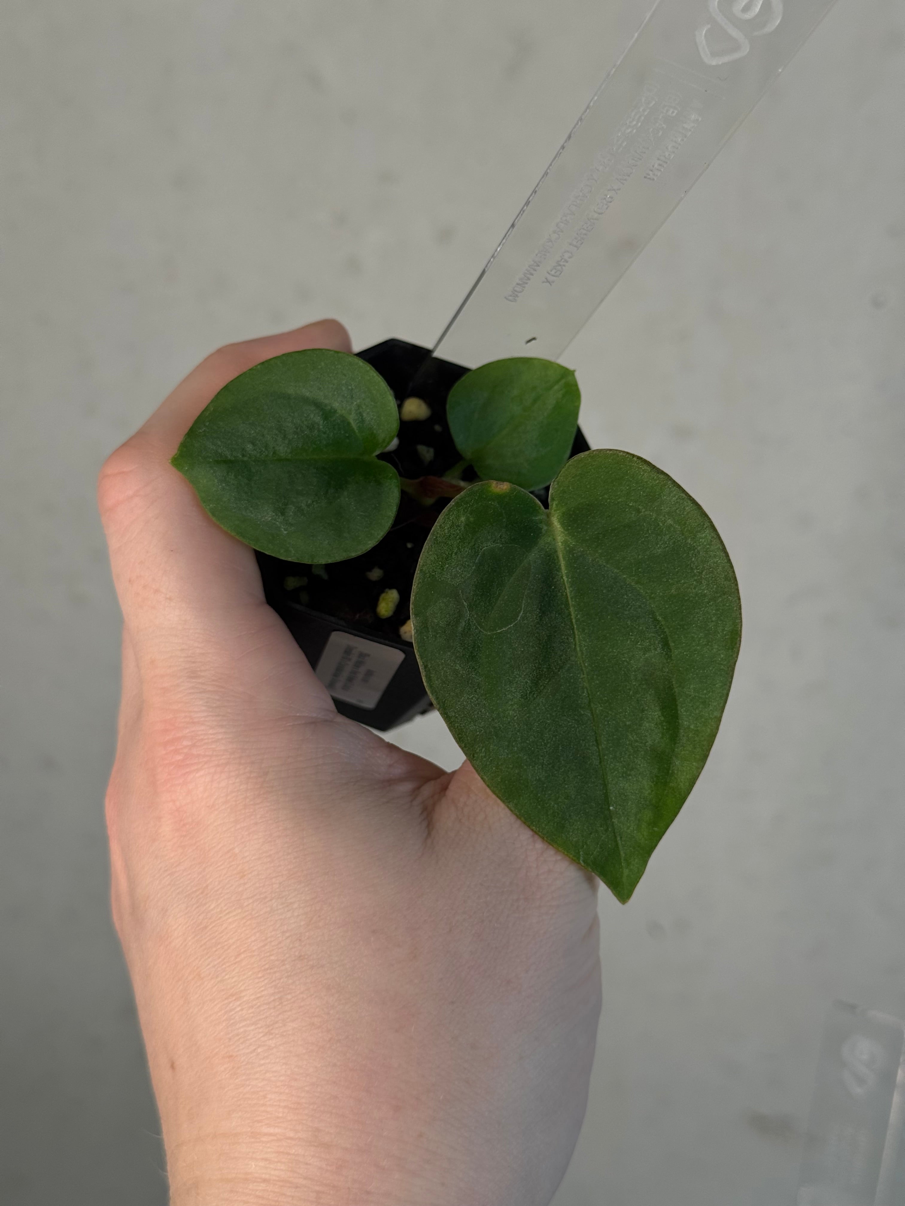Anthurium (Black Widow x Red Velvet Cake) x (Dressleri RG x Carlablackiae 'Amanda')