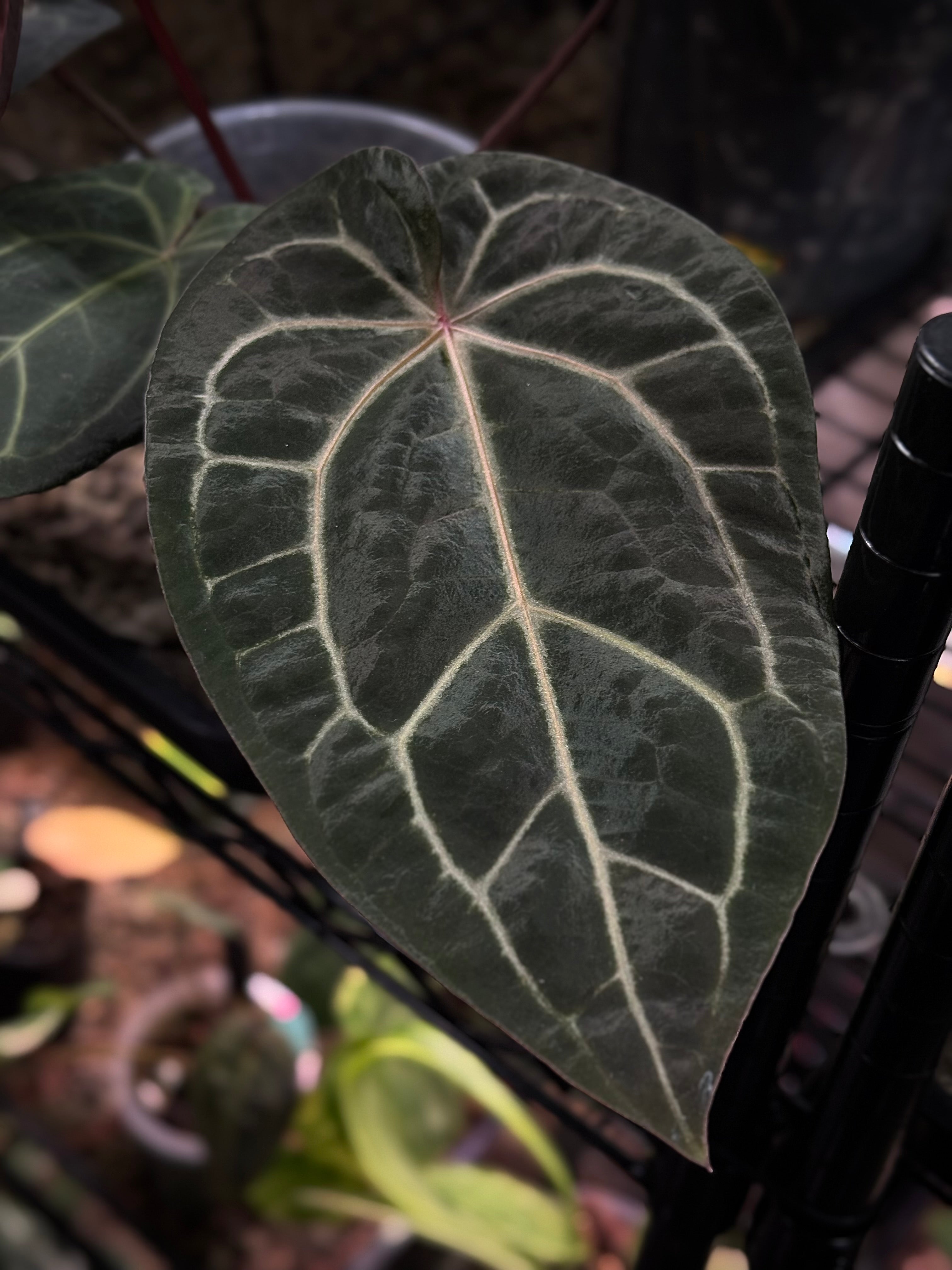 NFS: Anthurium Home, Sweet Home '32' x Red Velvet Cake '24' - SMUKHI