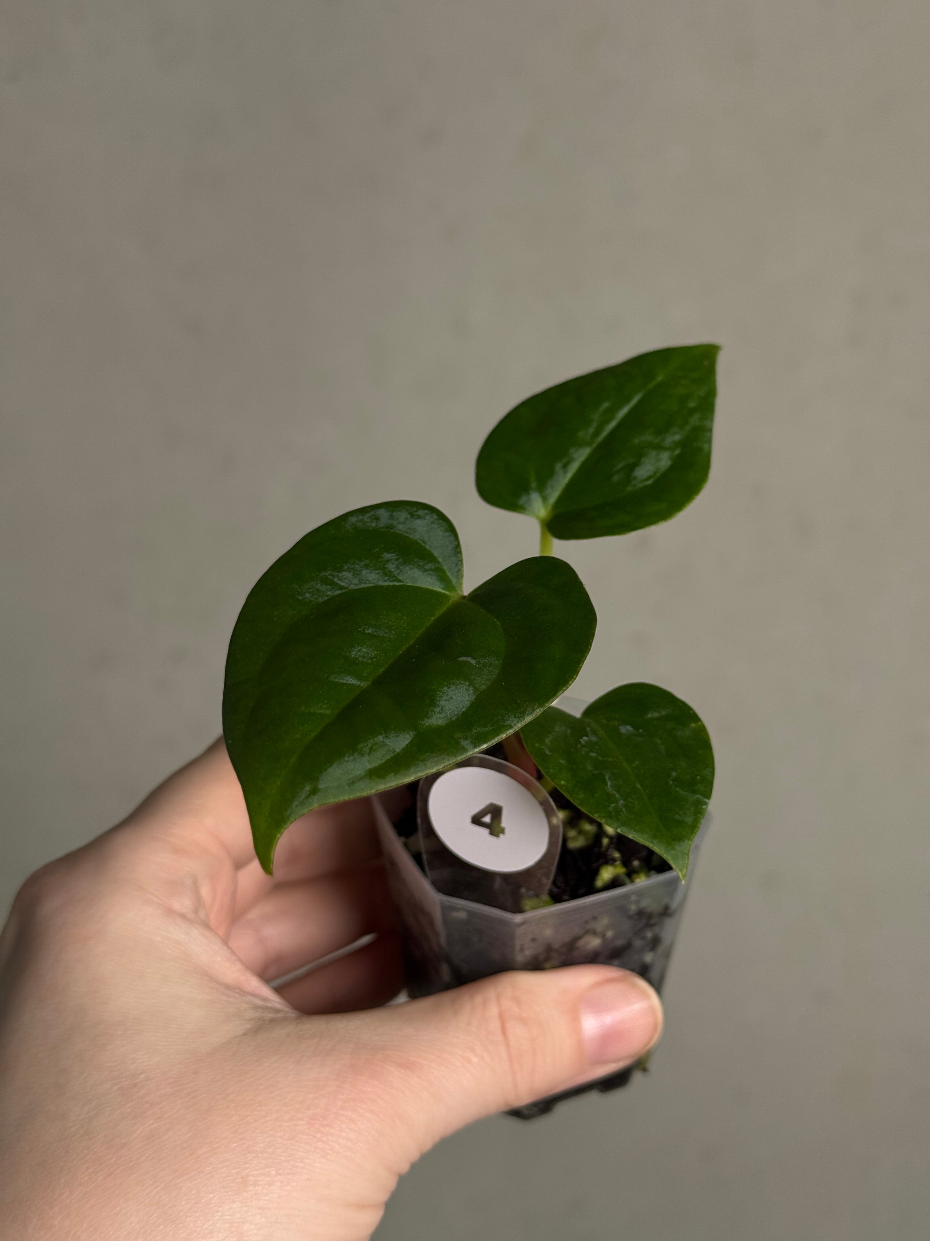 Anthurium (Blue Papillilaminum x Forgetii) x (Papillilaminum XOne x XOne) - SMUKHI