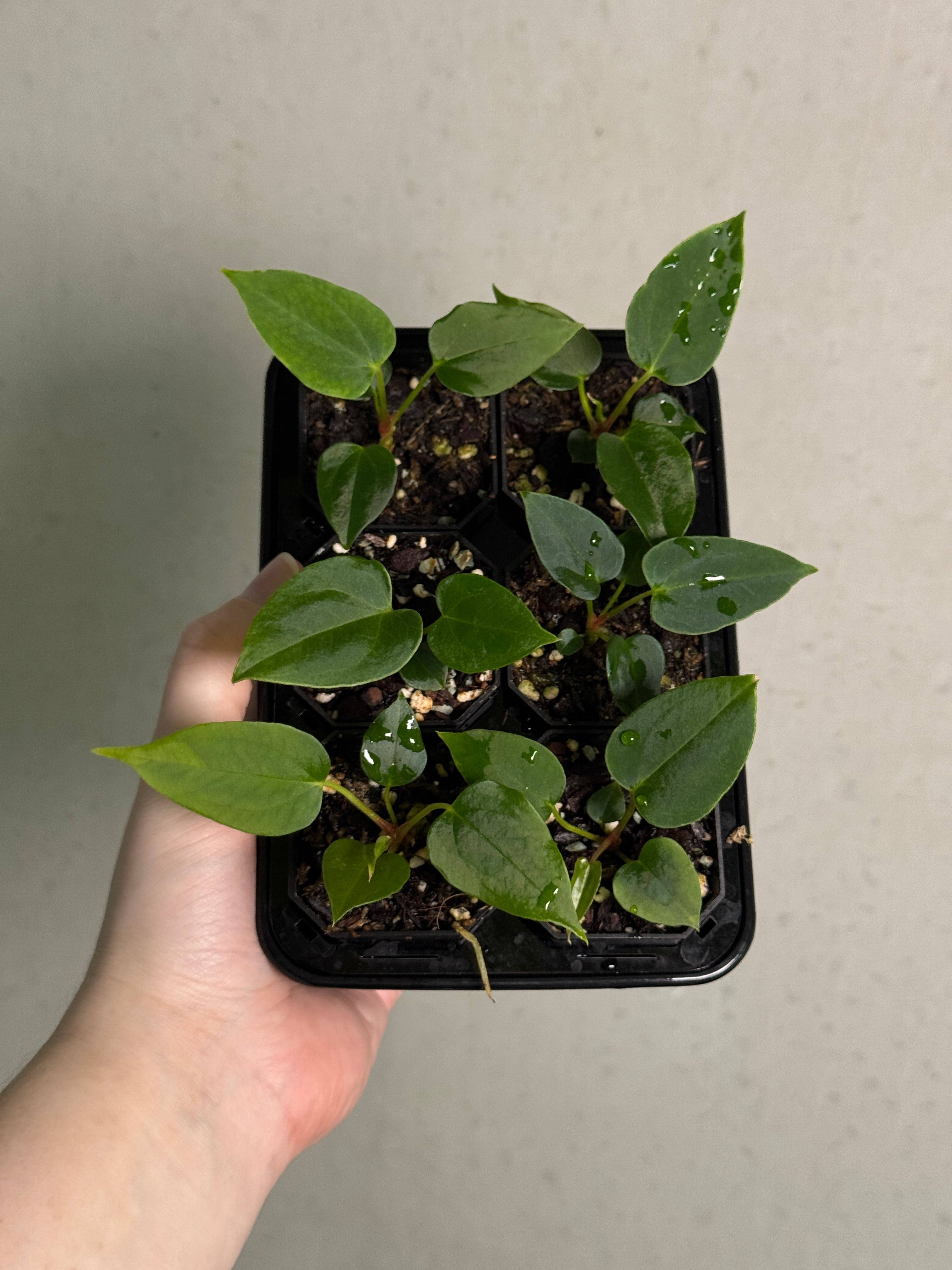 Anthurium (XOne x Indo Portillae) x Ralph Lynam S1