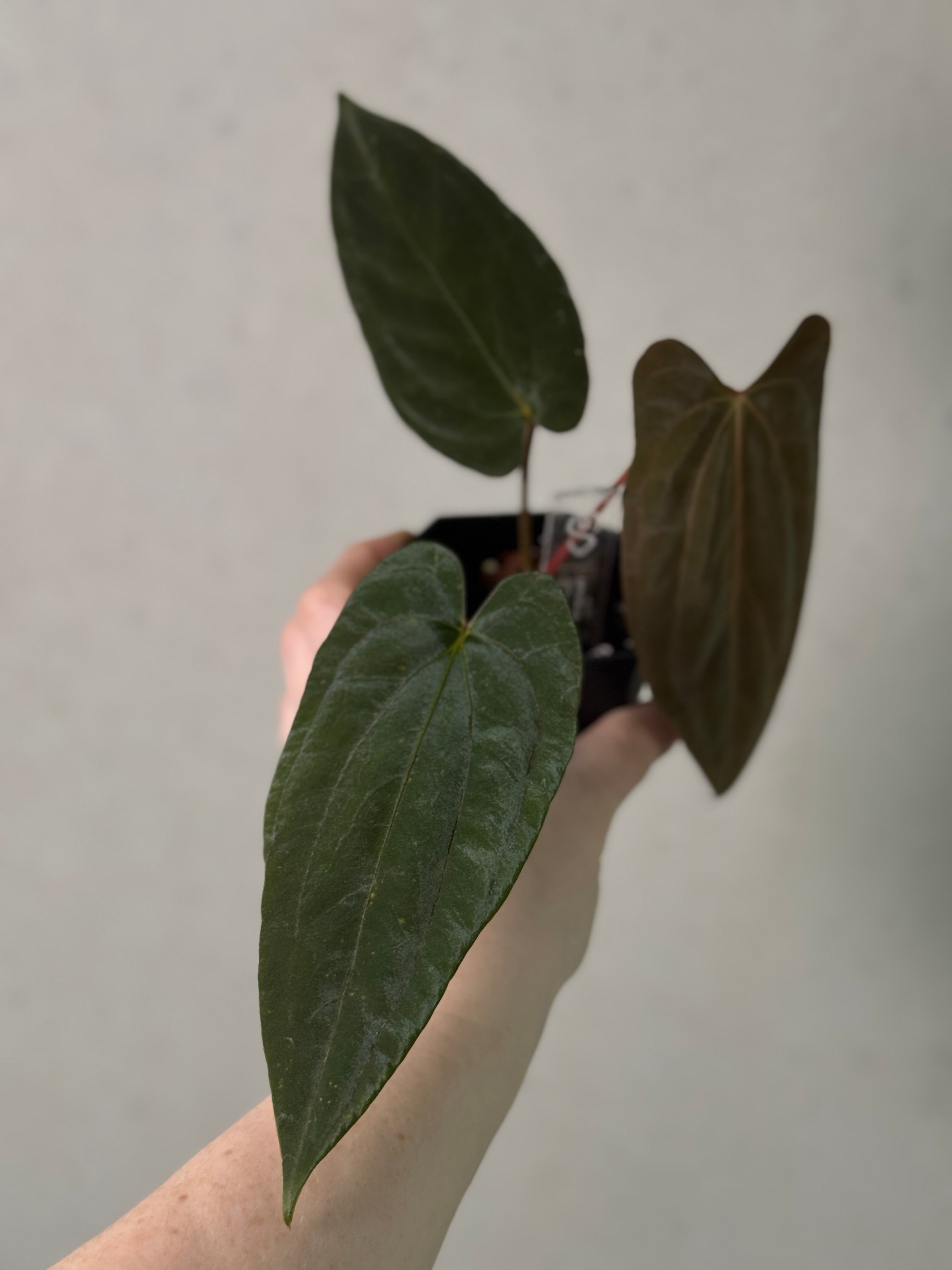 Anthurium Papillilaminum 'Marie' - OG Clone