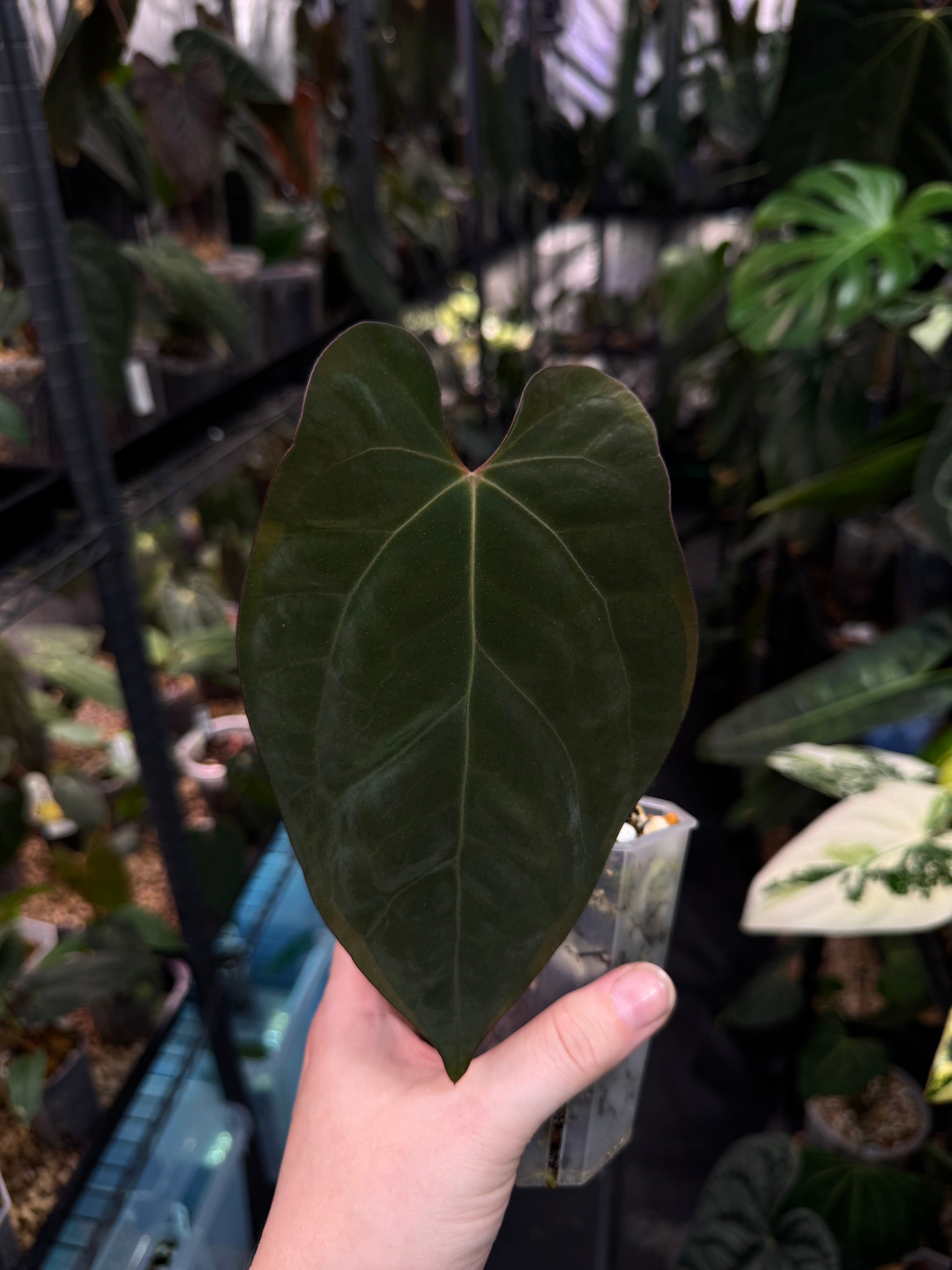 Anthurium Ace of Spades Dark Form x Papillilaminum 'Marie'