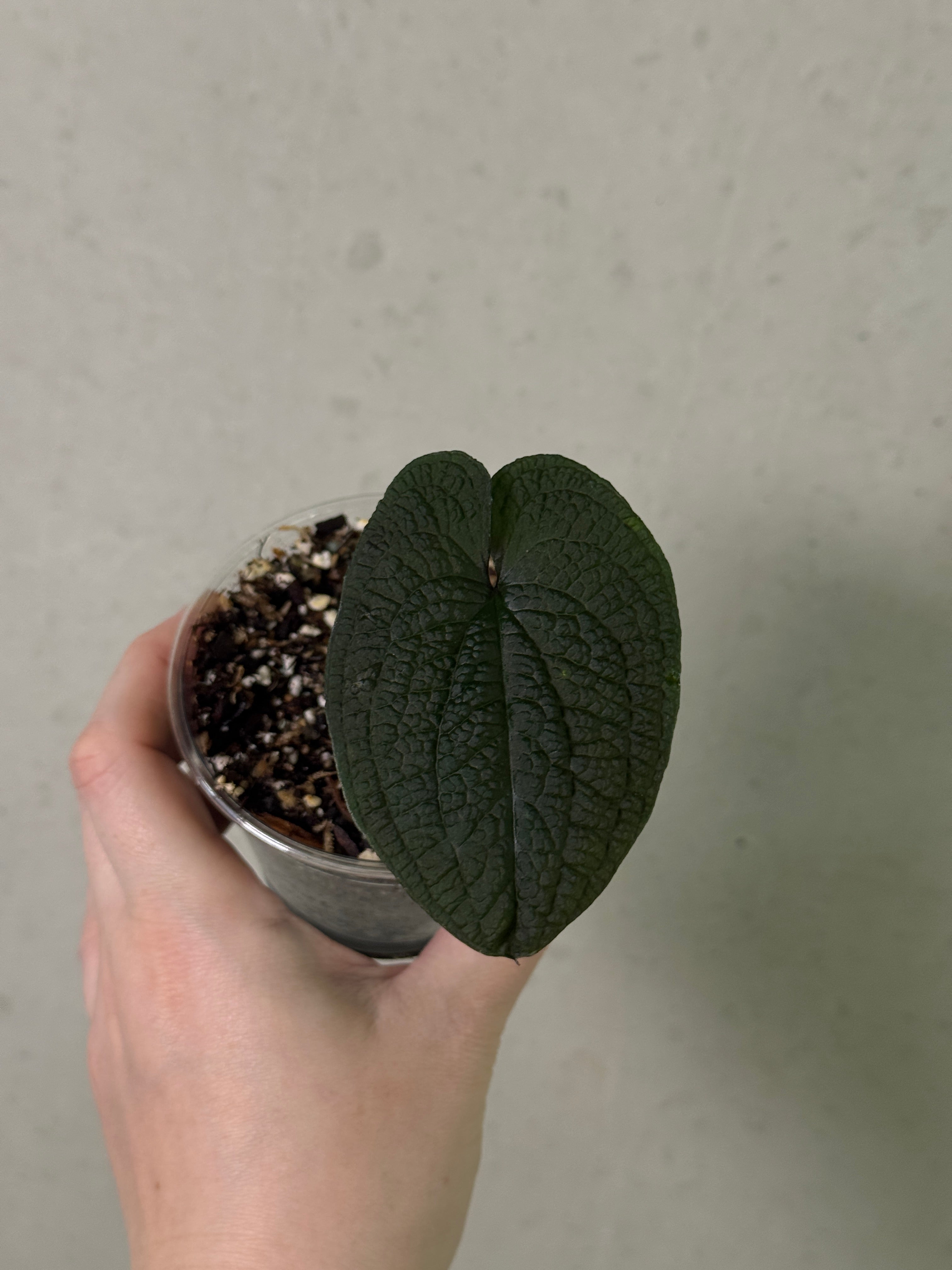 Anthurium Clidemioides - Clone