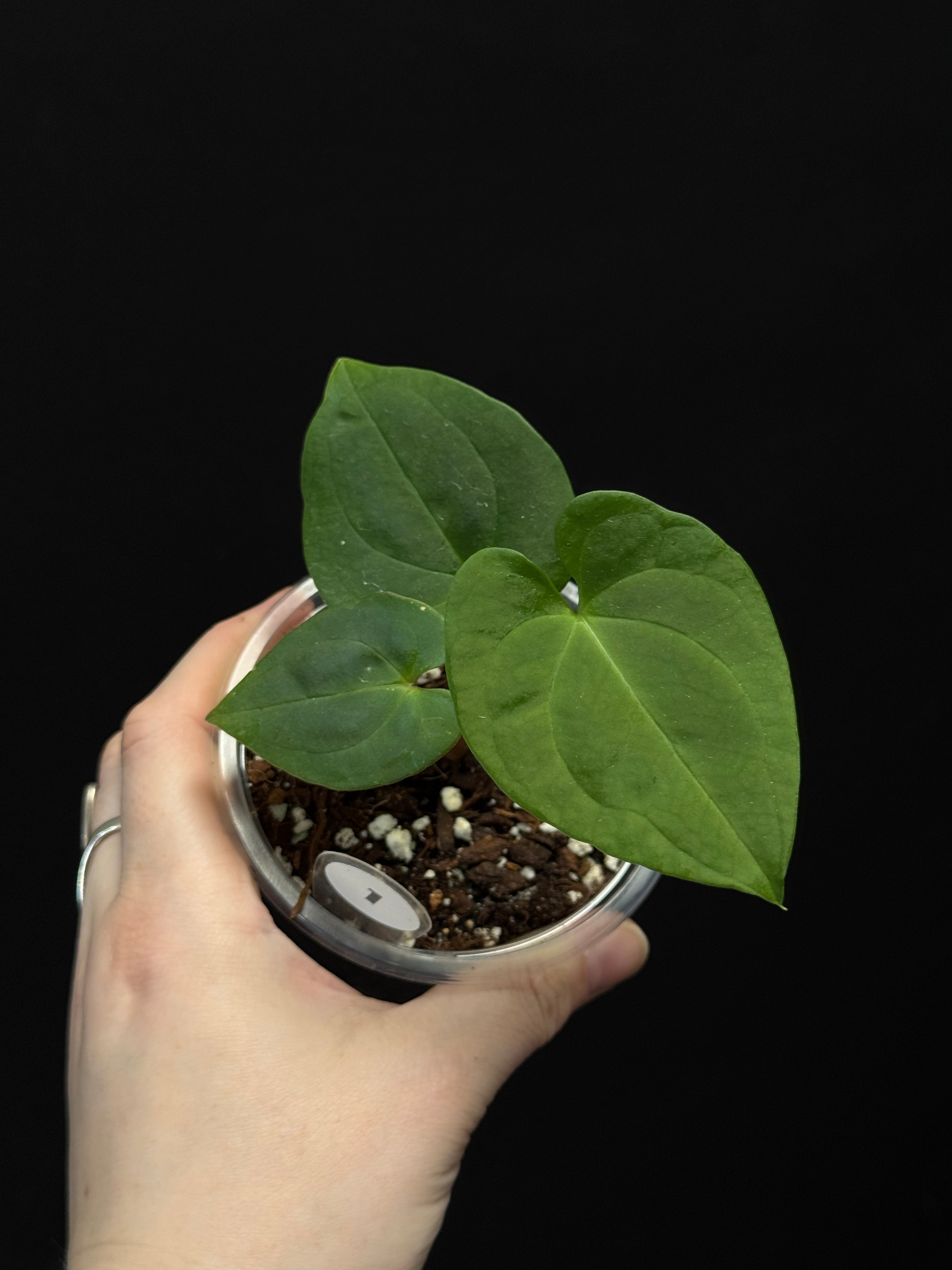 Anthurium Papillilaminum “Guna Yala” Anthurium Papillilaminum “Guna Yala” - M.E. Greenery Export