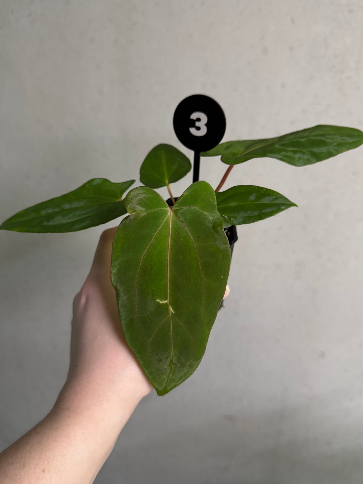 Smukhi Anthurium plant with vibrant green leaves, labeled as value grade, shown in a close-up image.