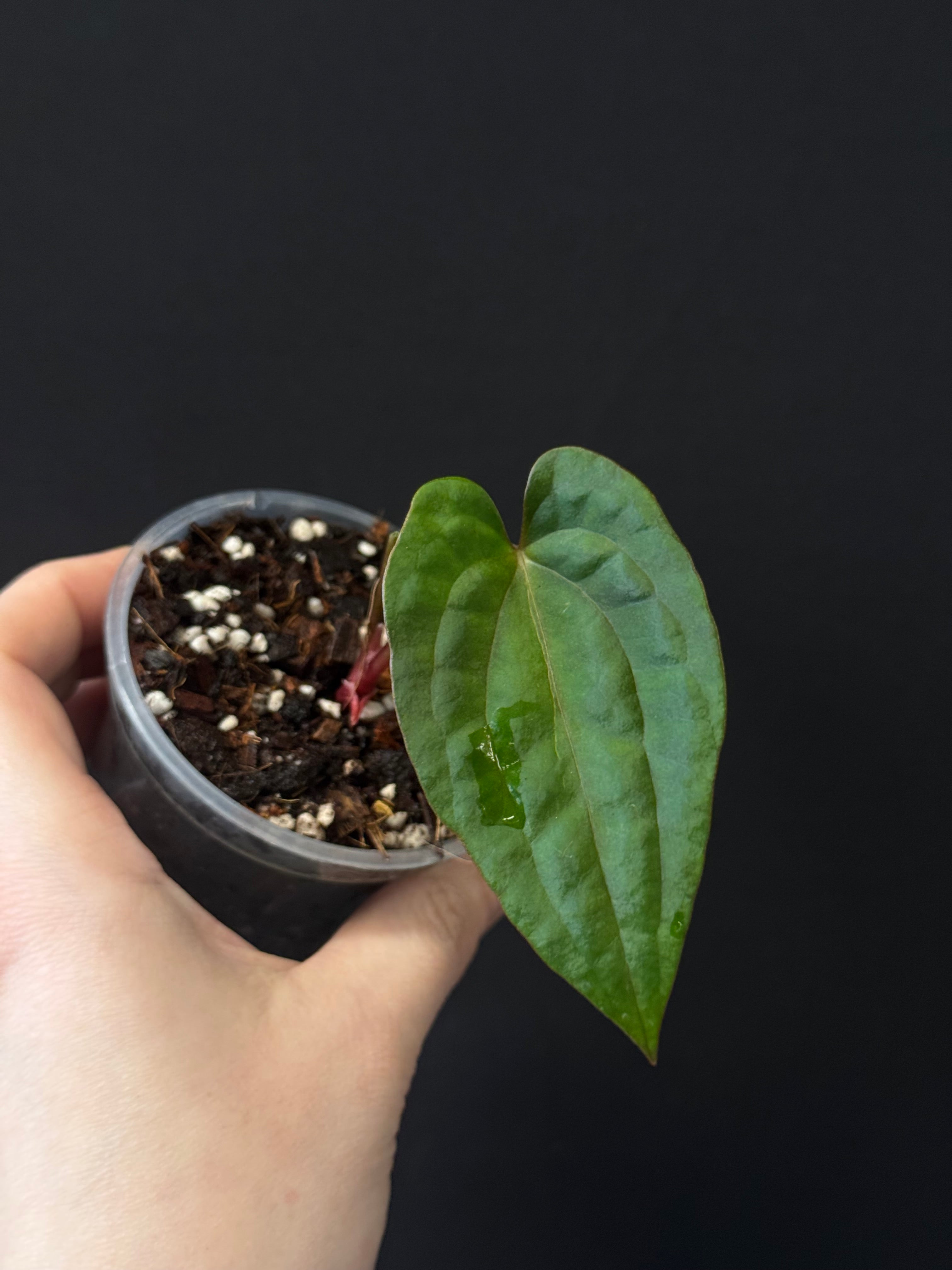 Anthurium Fort Sherman x Red Vein Dark Phoenix - Cutting