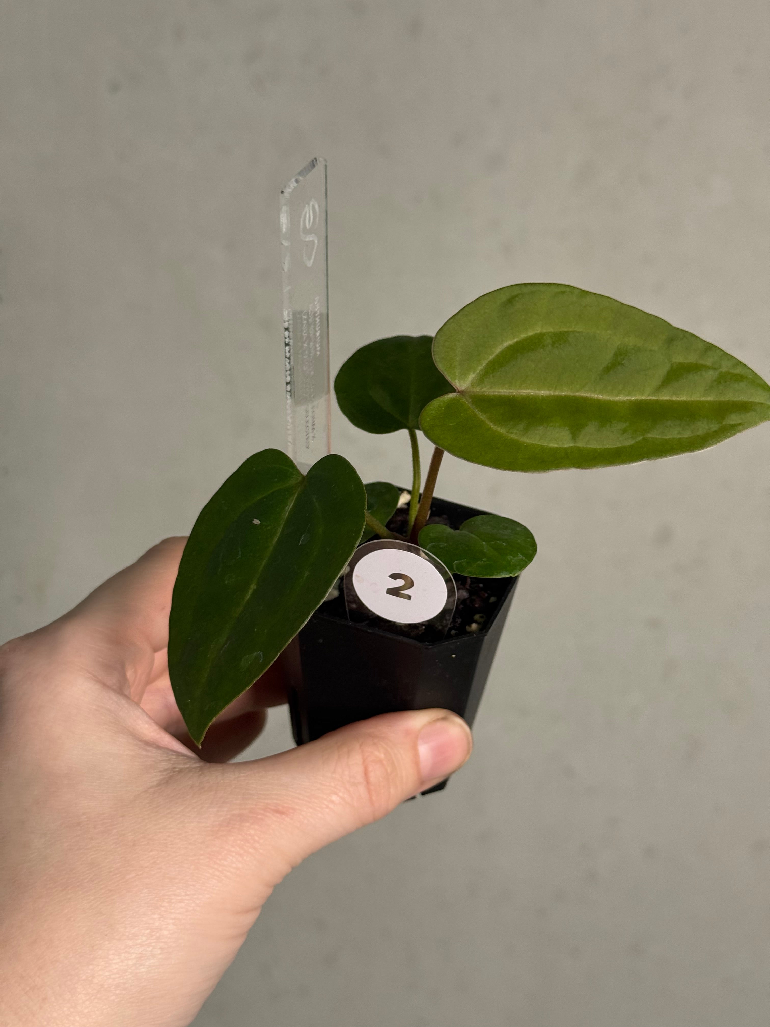 Anthurium Ace of Spades Dark Form x (Zara x Michelle) 'Selected' - SMUKHI