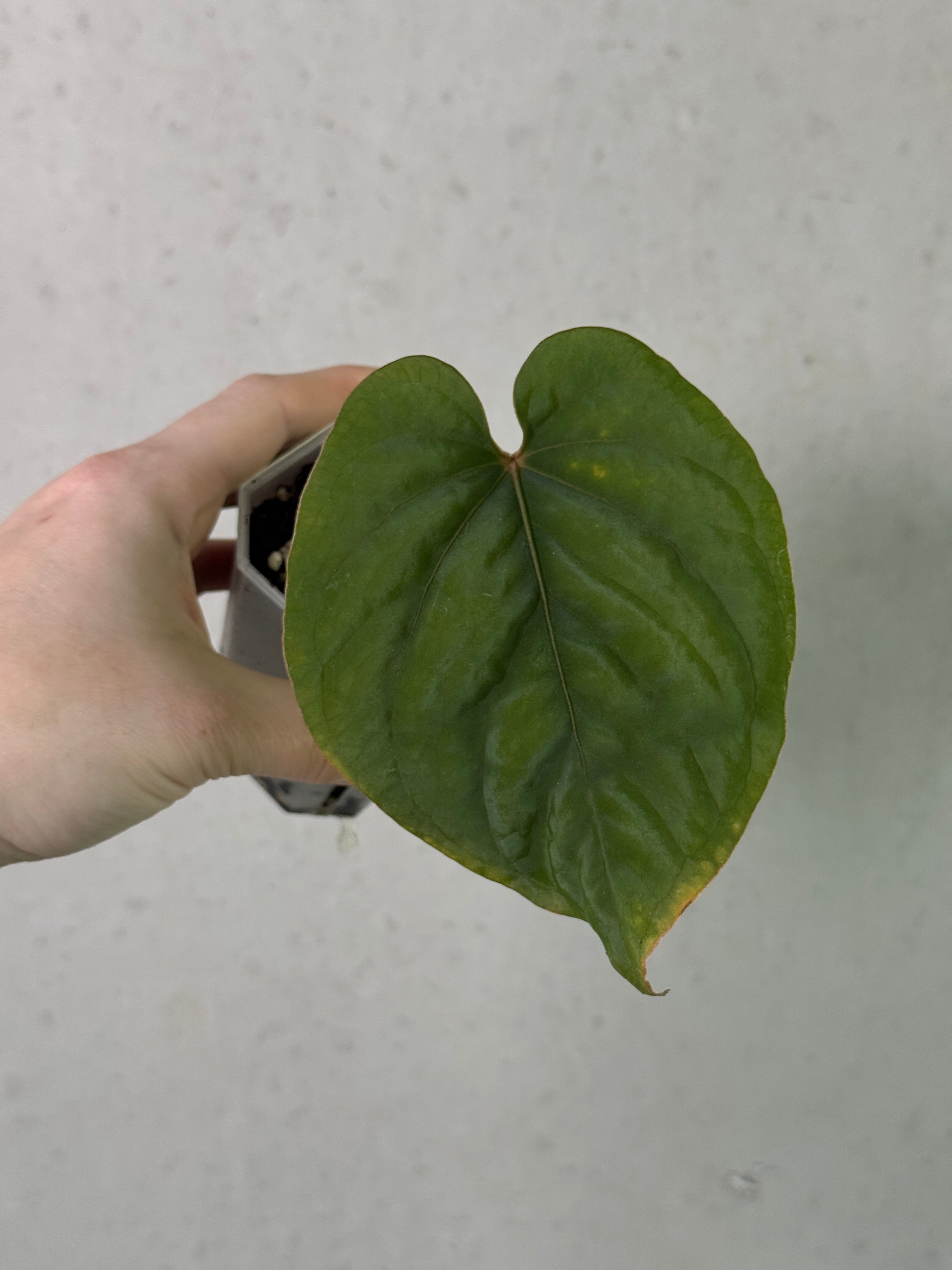 Anthurium Kunayalense PM5 x PM3 clone plant from Understory Oasis, showing vibrant green leaves and healthy foliage.