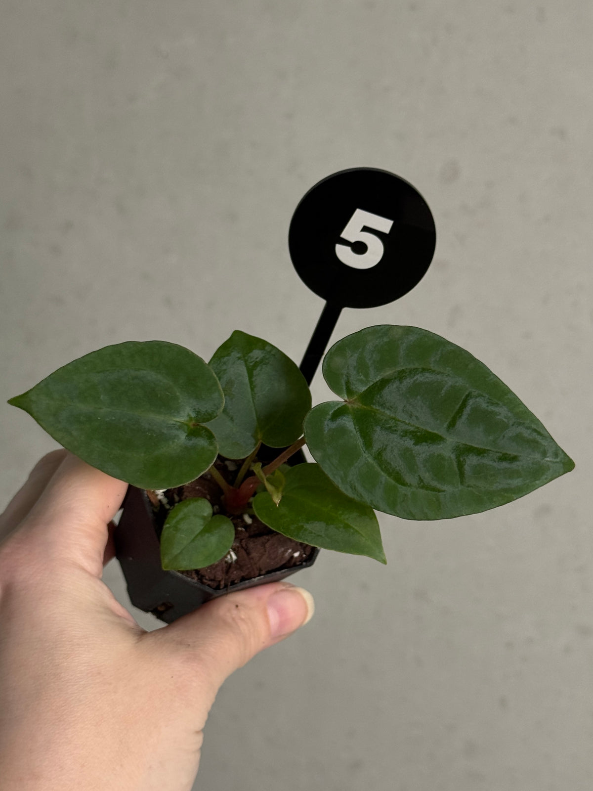 Anthurium Michelle x Red Vein Dark Phoenix plant with deep red and dark green leaves, displayed in a pot.
