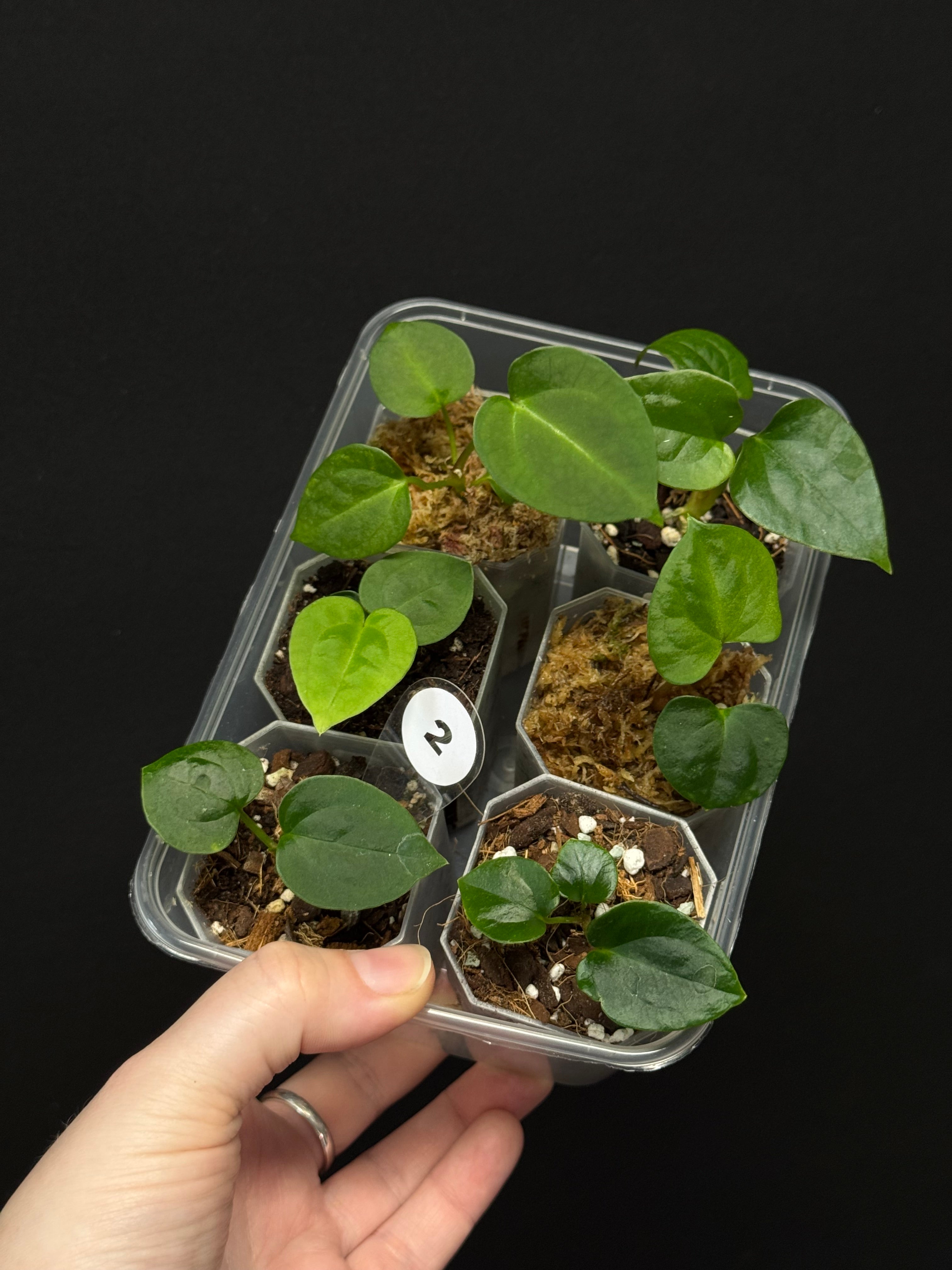 Baby Plant Bundle - Various plants
