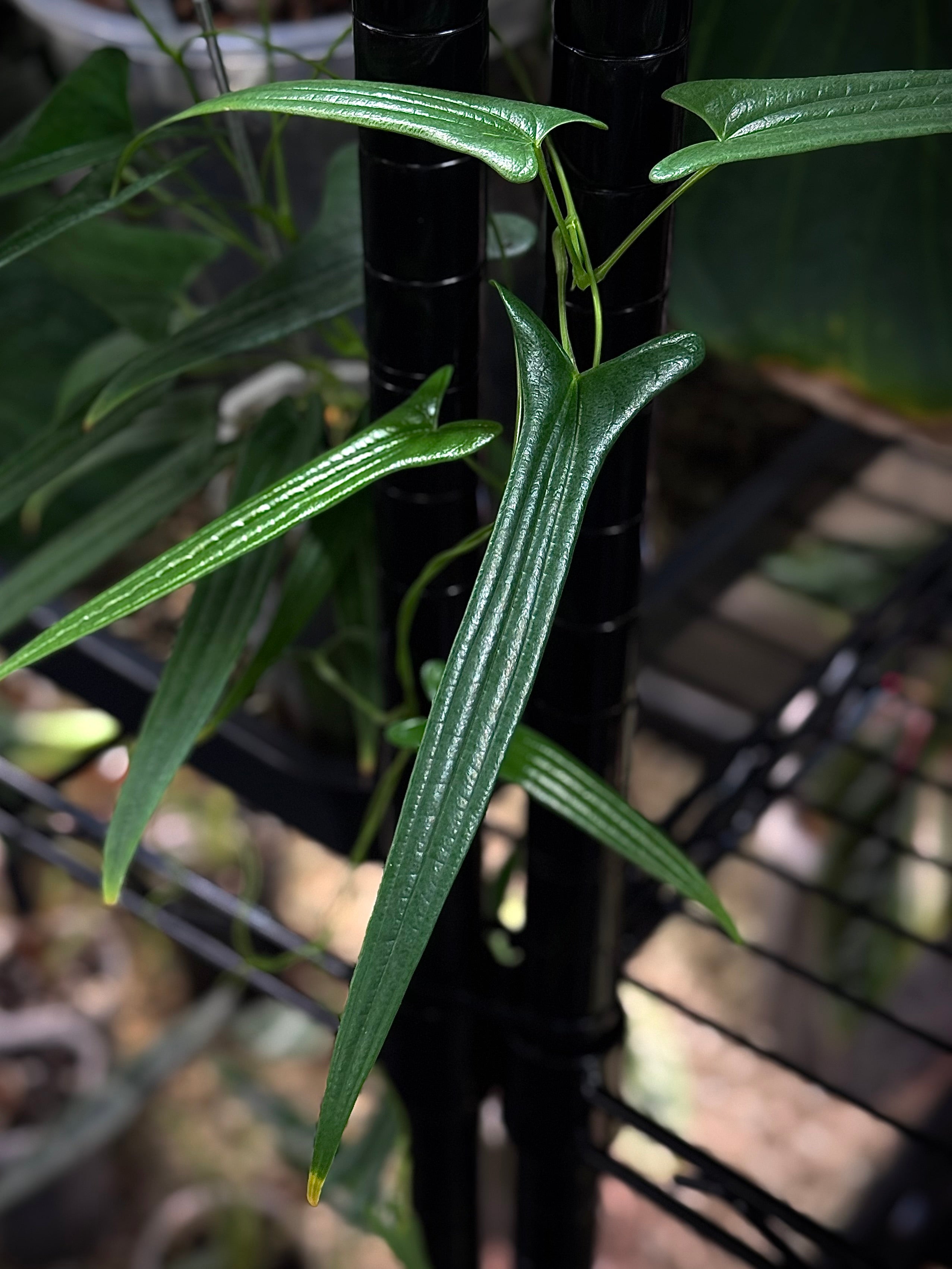 NFS: Dioscorea 'Narrow Leaf'