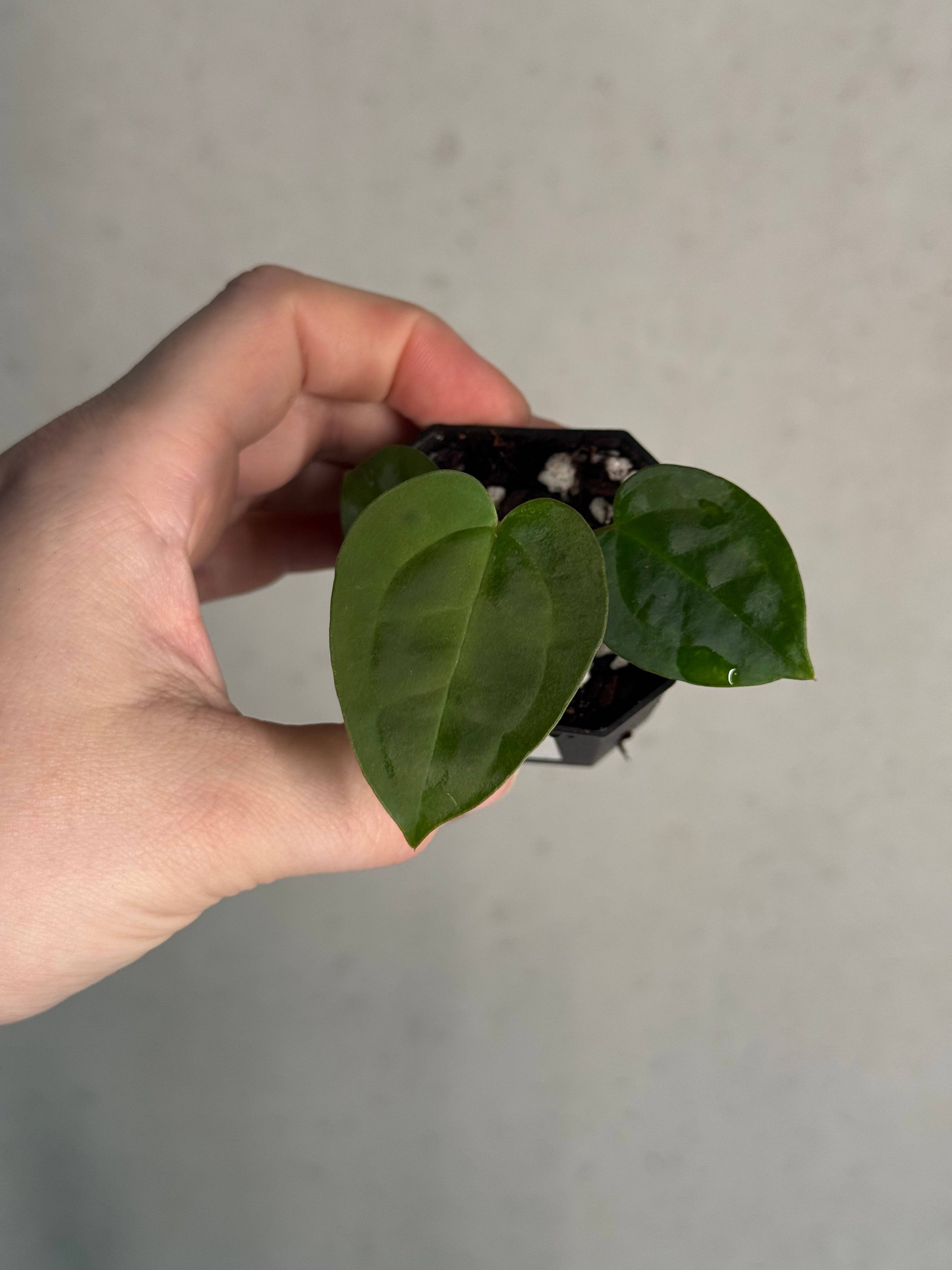 Anthurium (Goliath x Dark Phoenix) x Michelle - SMUKHI