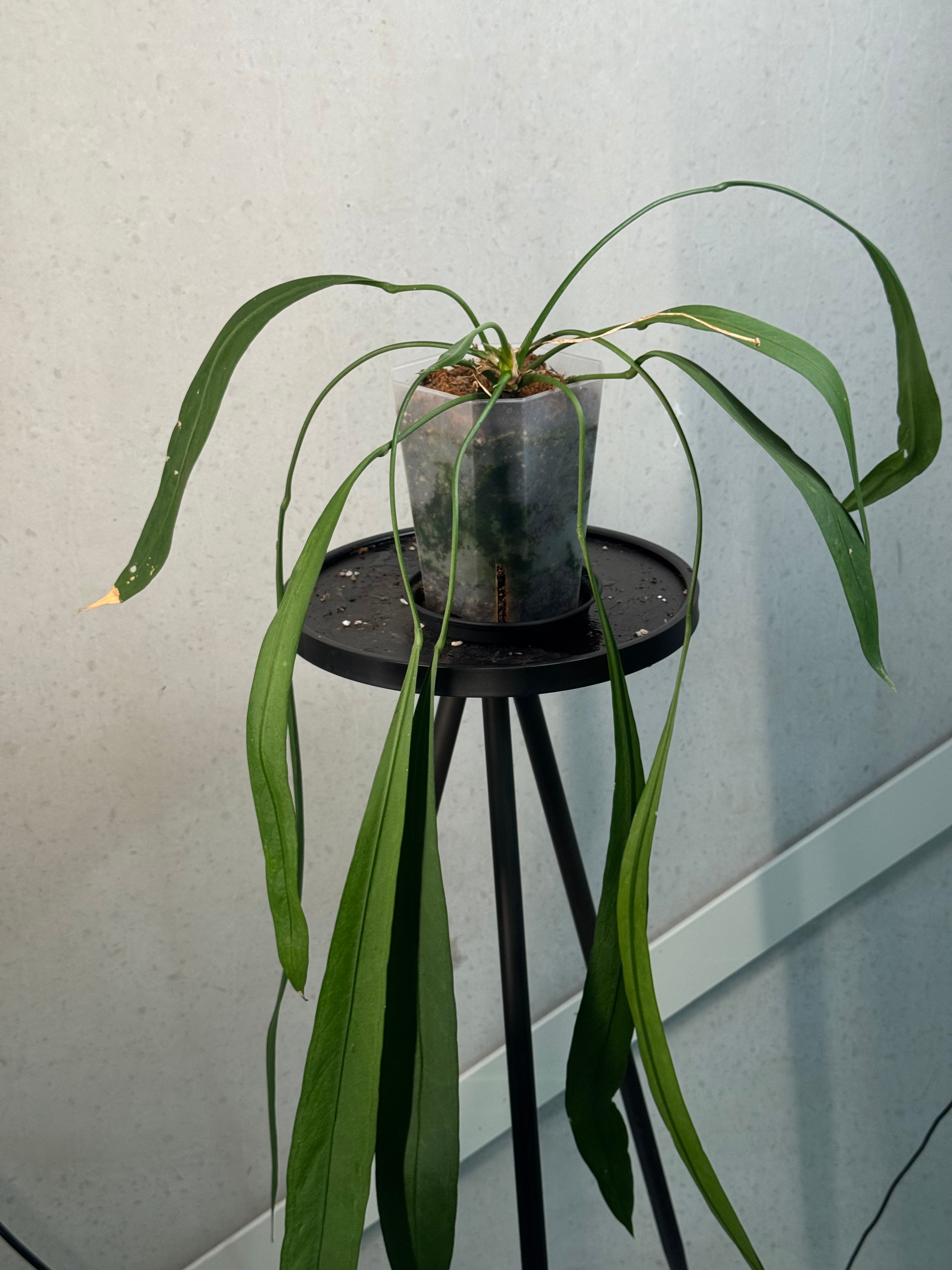 Anthurium Vittarifolium