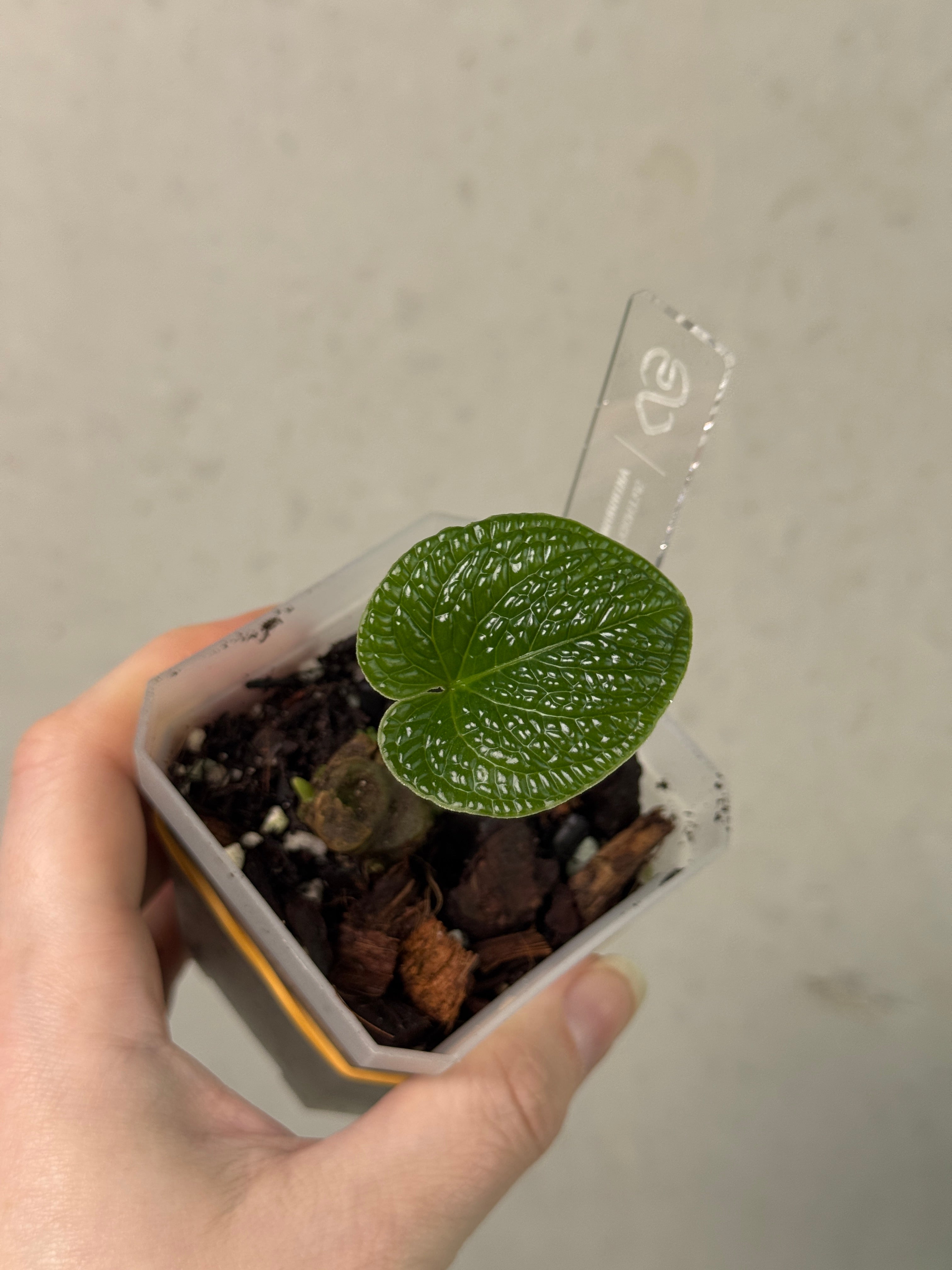 Anthurium Splendidum - Clone