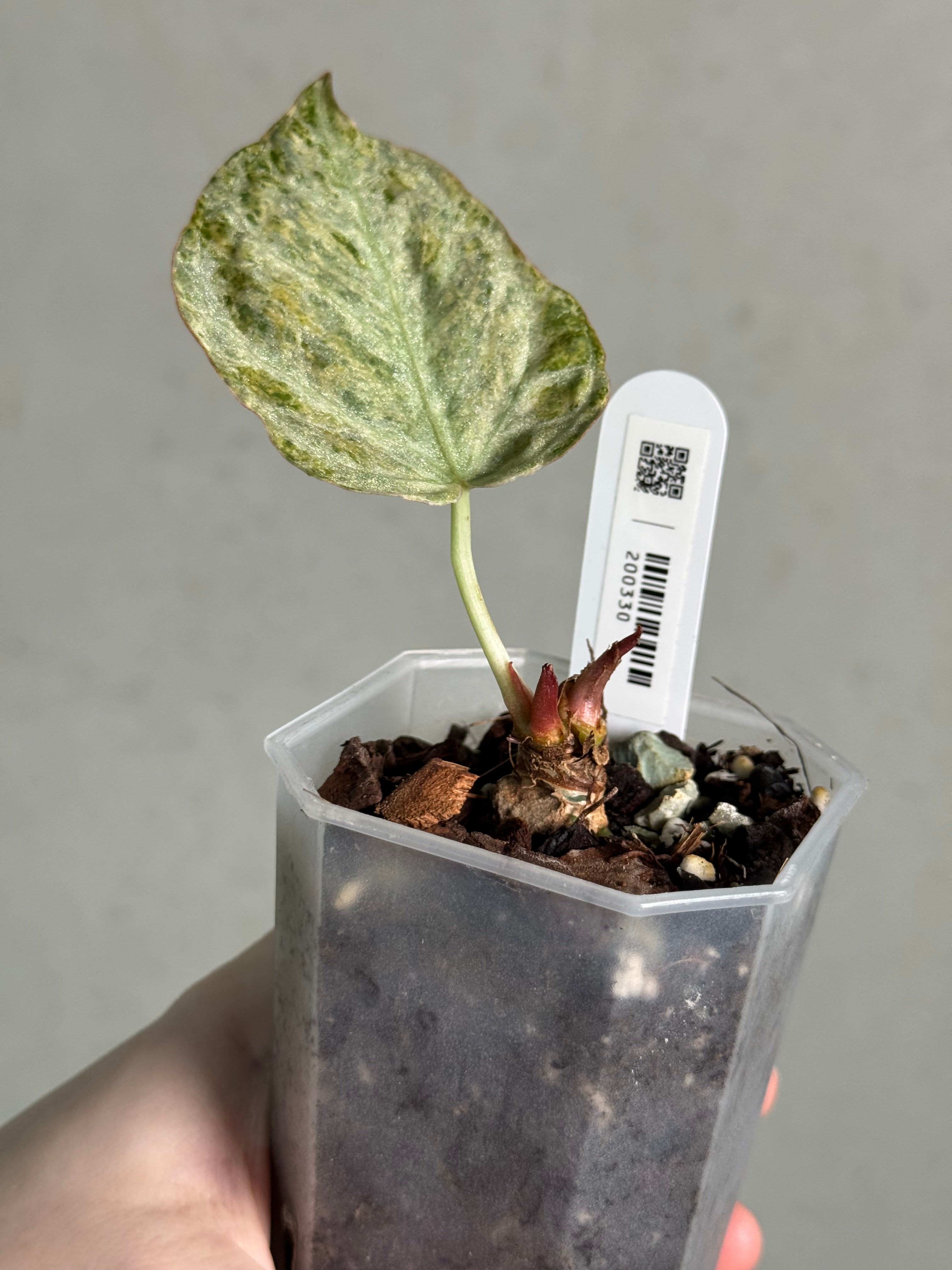 Anthurium ‘Silver Blush’ Mint / Blister Variegata - Clone - SMUKHI