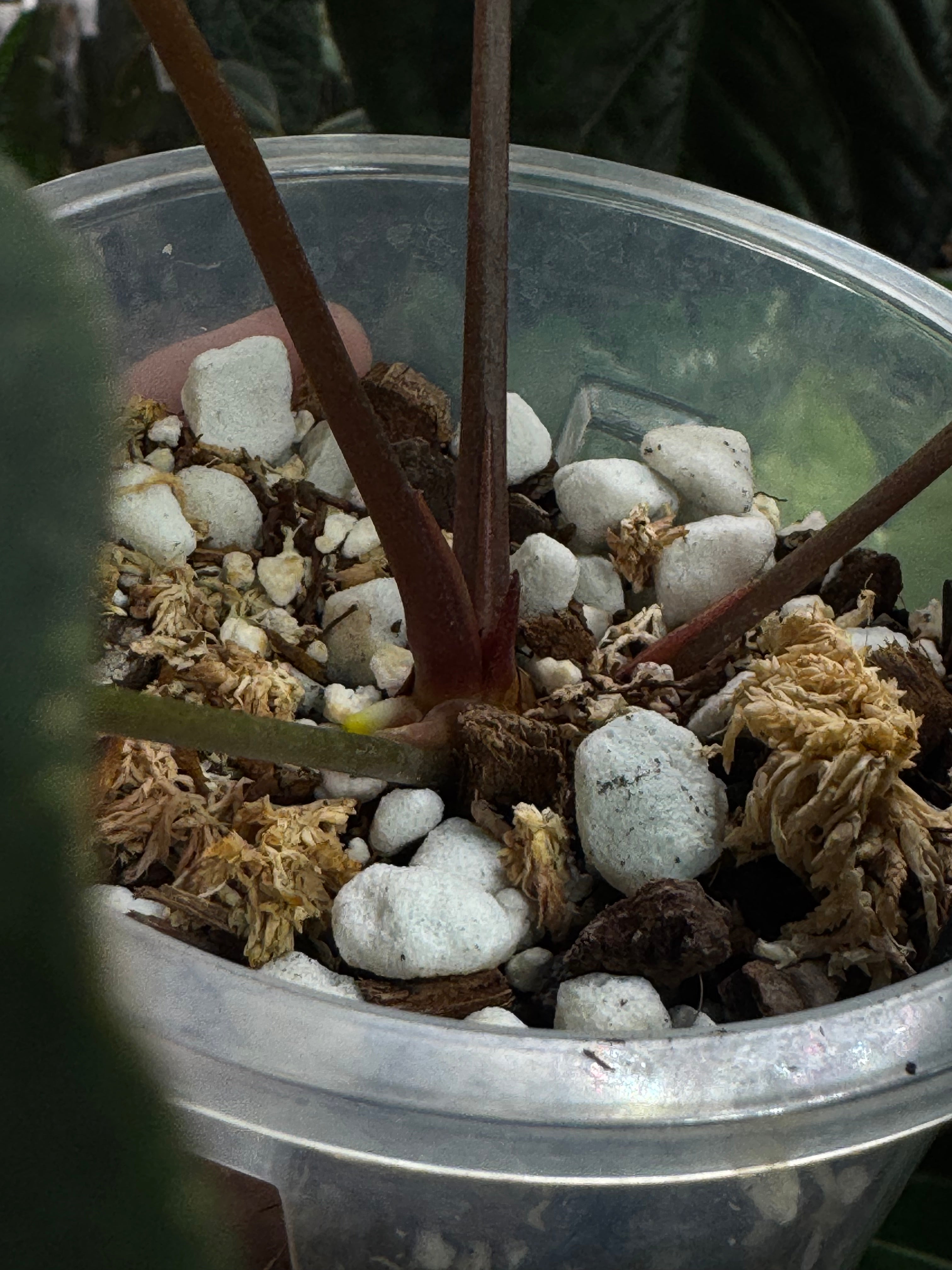 Anthurium BVEP (Round x Felix) x Felix