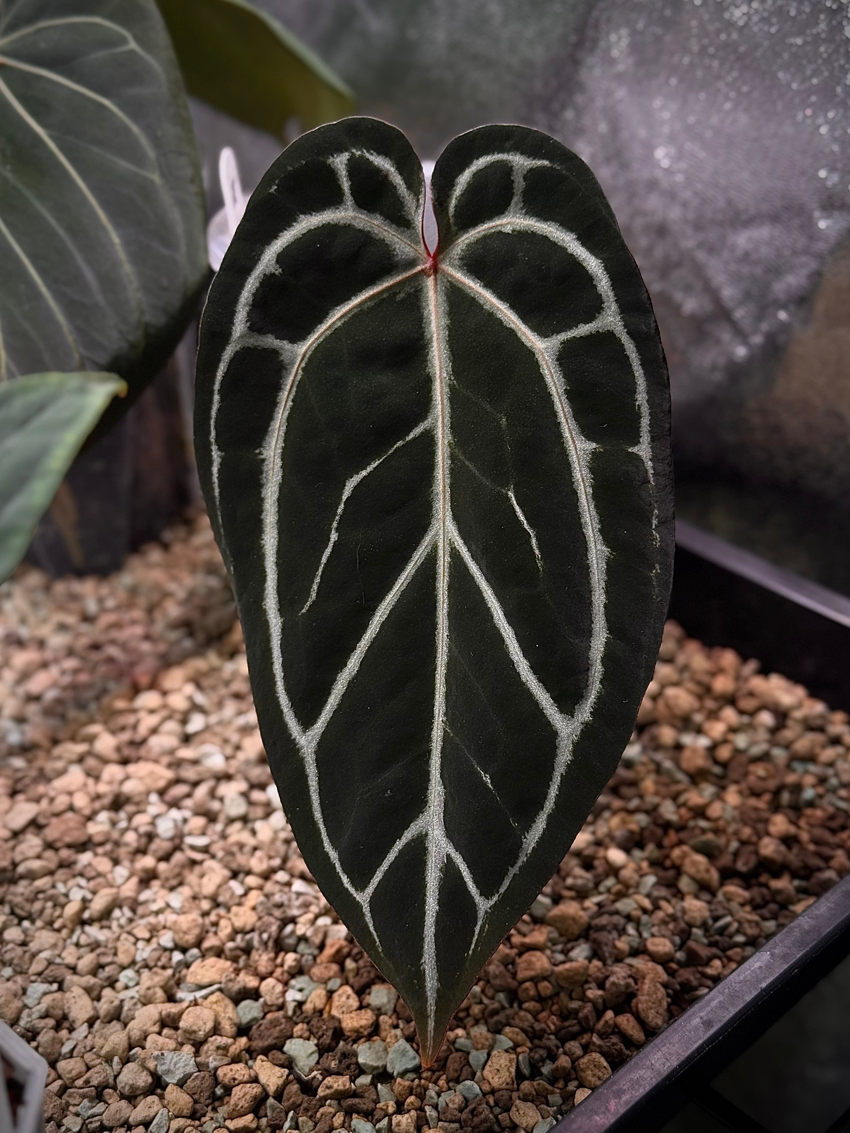 NFS: Anthurium Red Crystallinum x self - SMUKHI