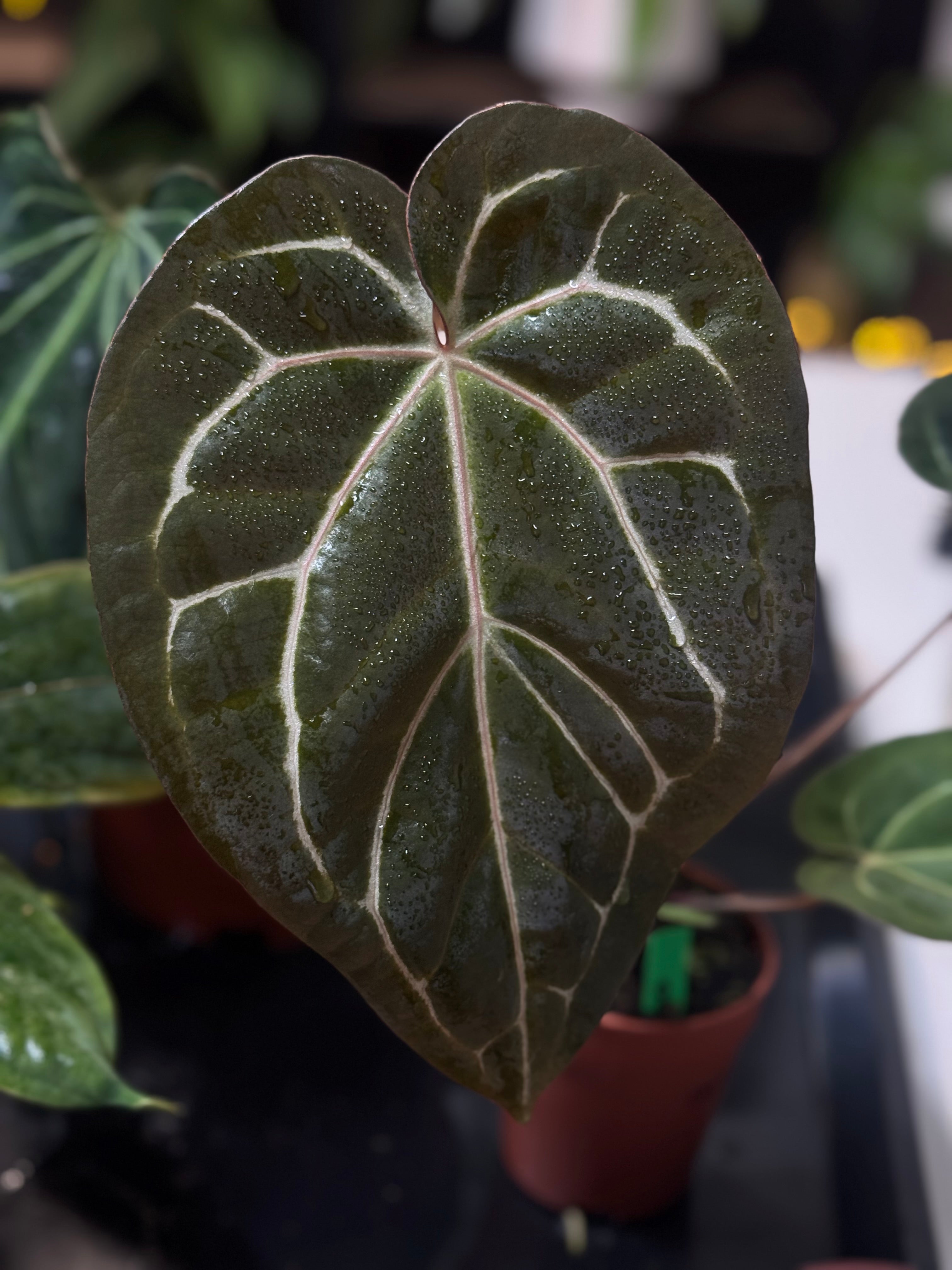 NFS: Anthurium Michelle '1' x '11'