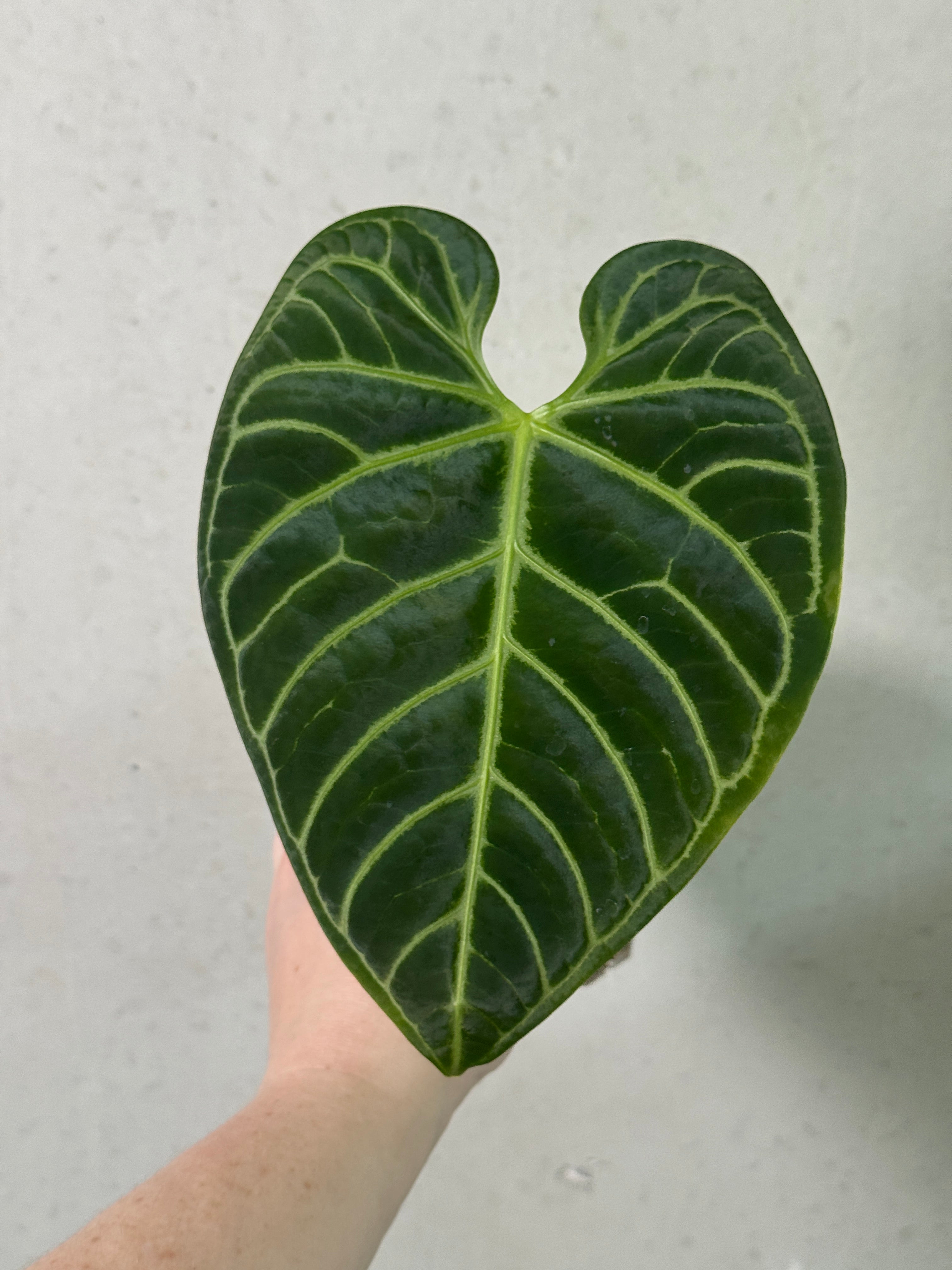 Smukhi Anthurium Regale #1 clone plant with lush green leaves and vibrant spathes, showcasing the tropical indoor plant.
