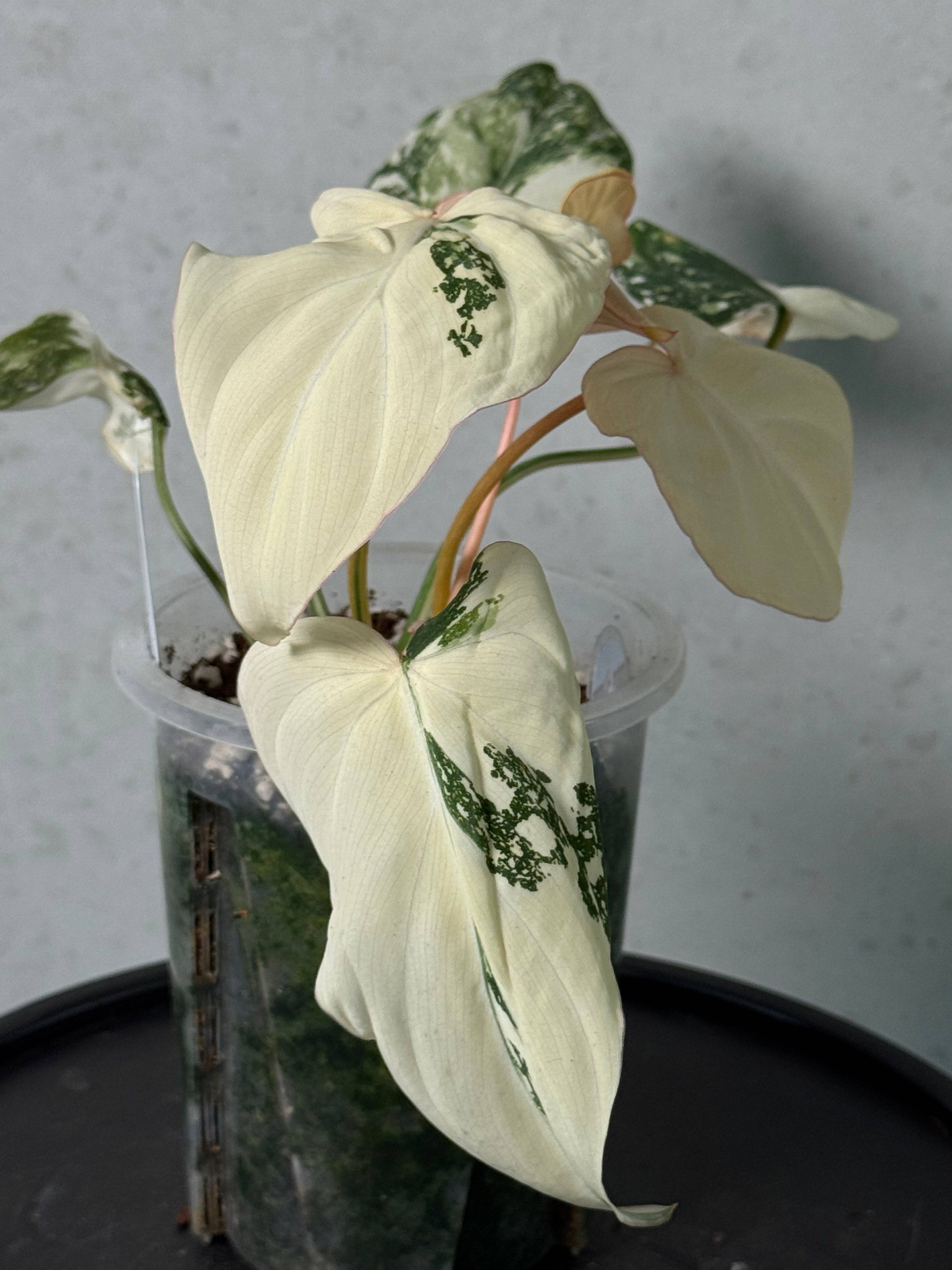 Philodendron Gloriosum Tricolor - SMUKHI