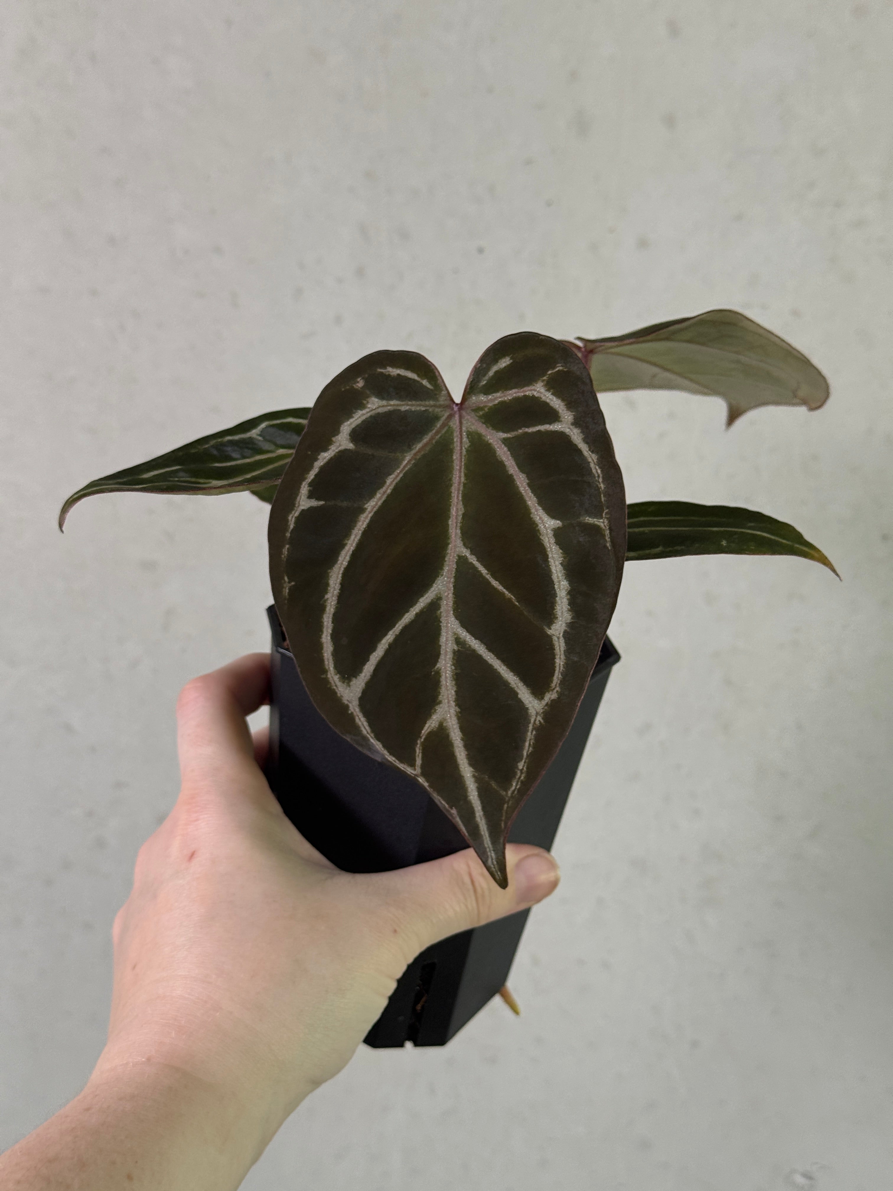 Anthurium HU x Red Crystallinum
