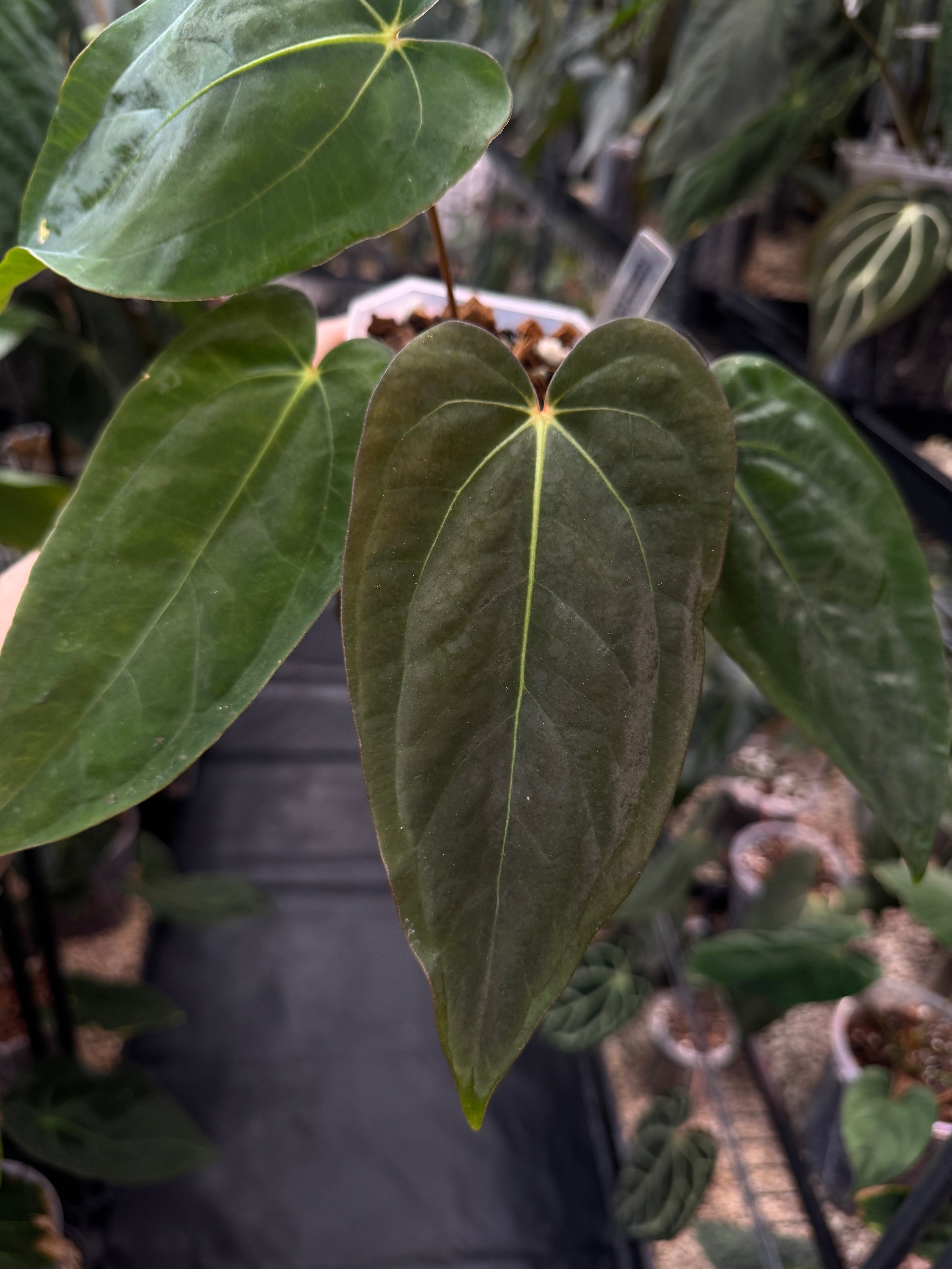 Anthurium (Carlablackiae x RG Dressleri) x (RLxFS) F2
