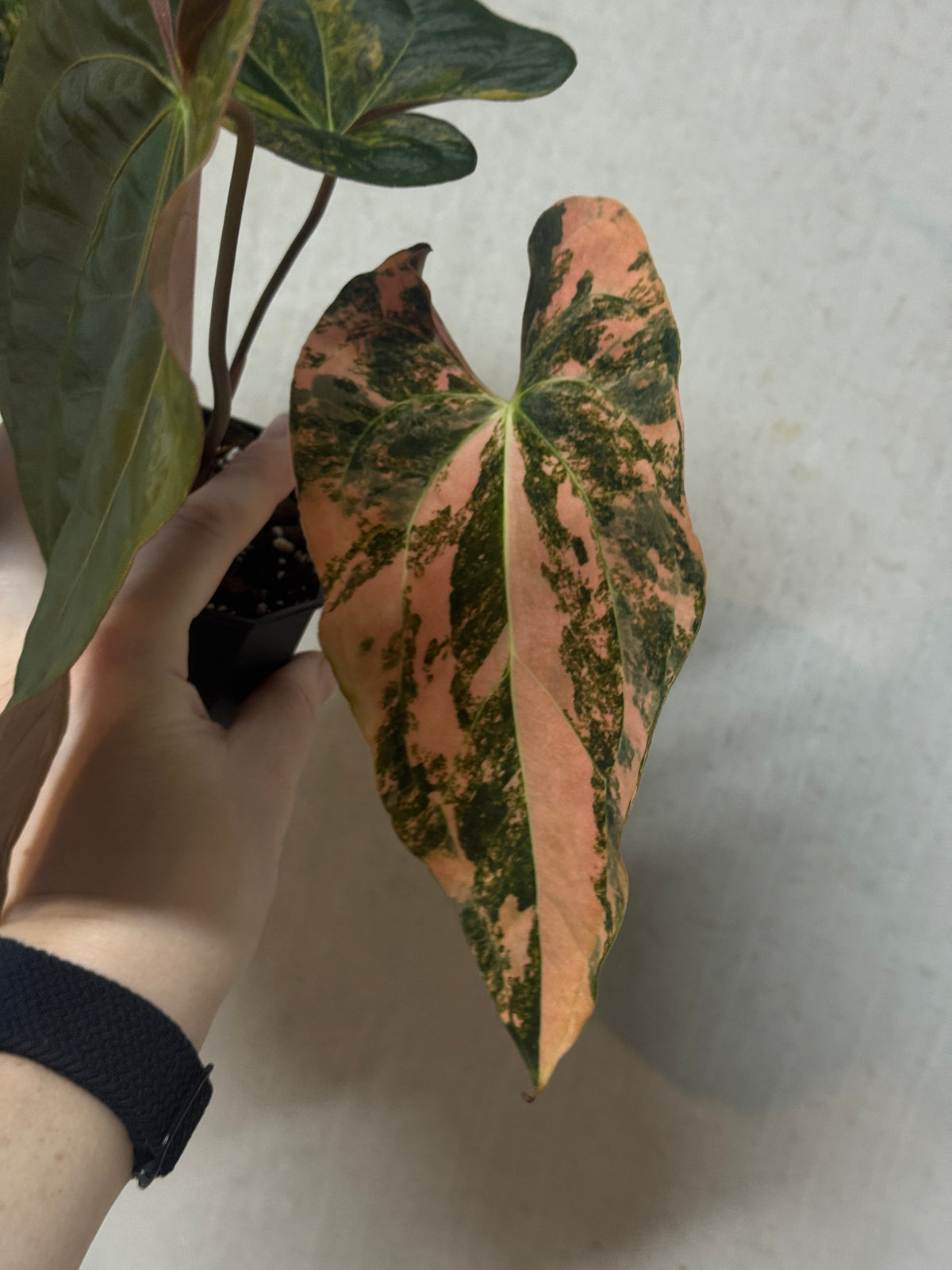 Variegated Anthurium Papillilaminum x Ralph Lynam plant by SMUKHI with lush green and variegated leaves in a garden setting.