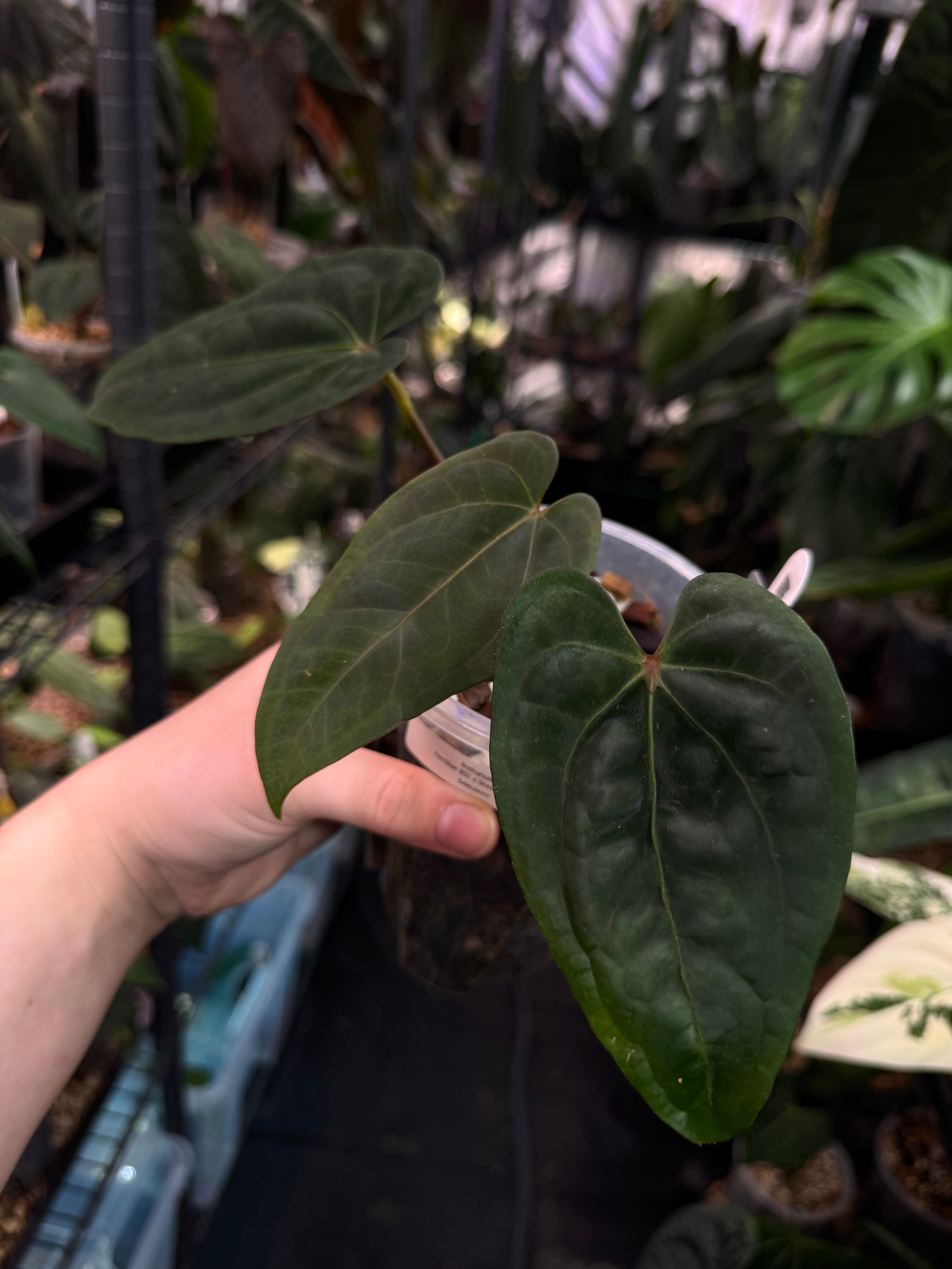 Anthurium Portillae NSE x Dressleri NSE