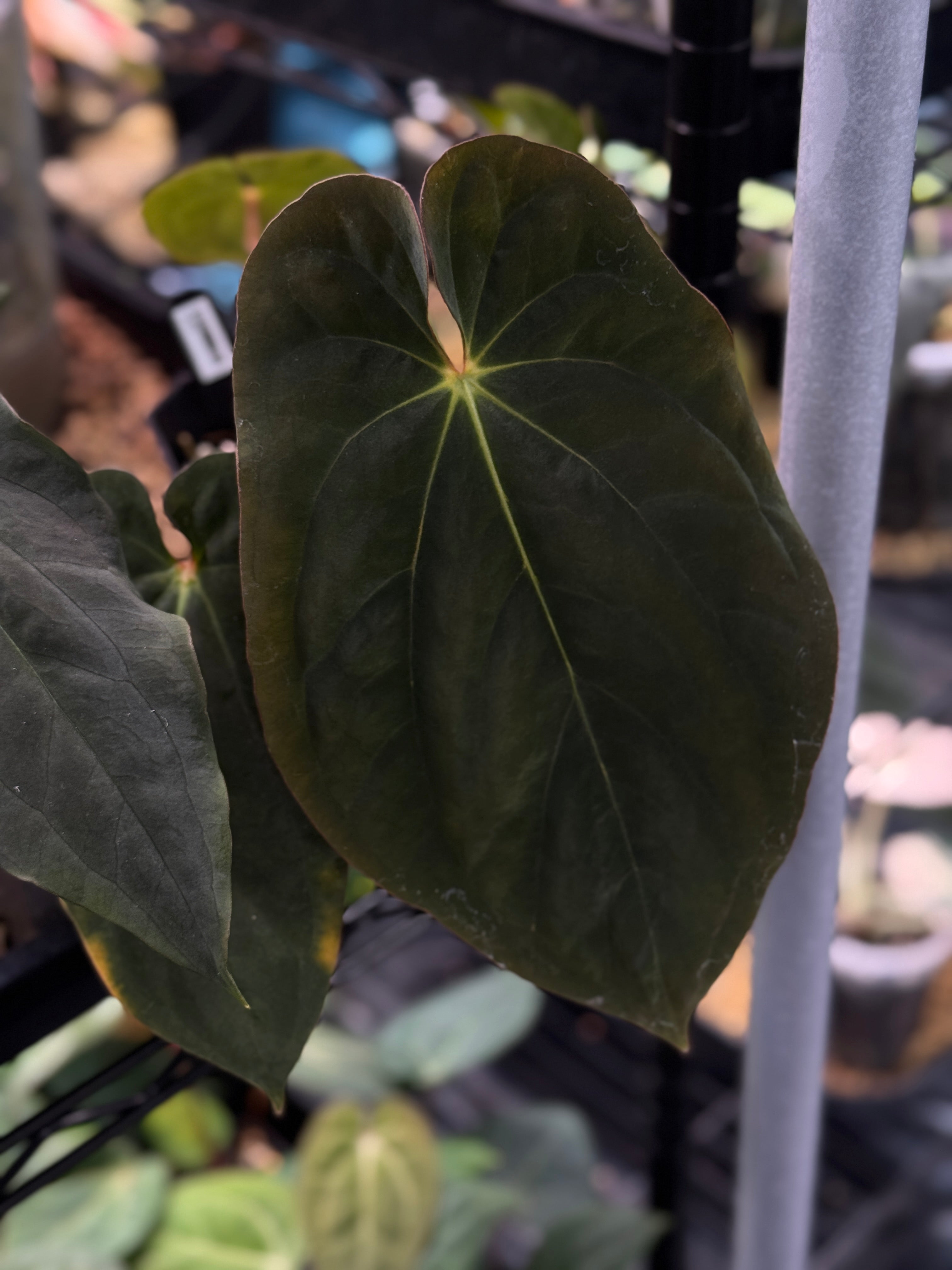 NFS: Anthurium BVEP 'Round' x 'Felix'