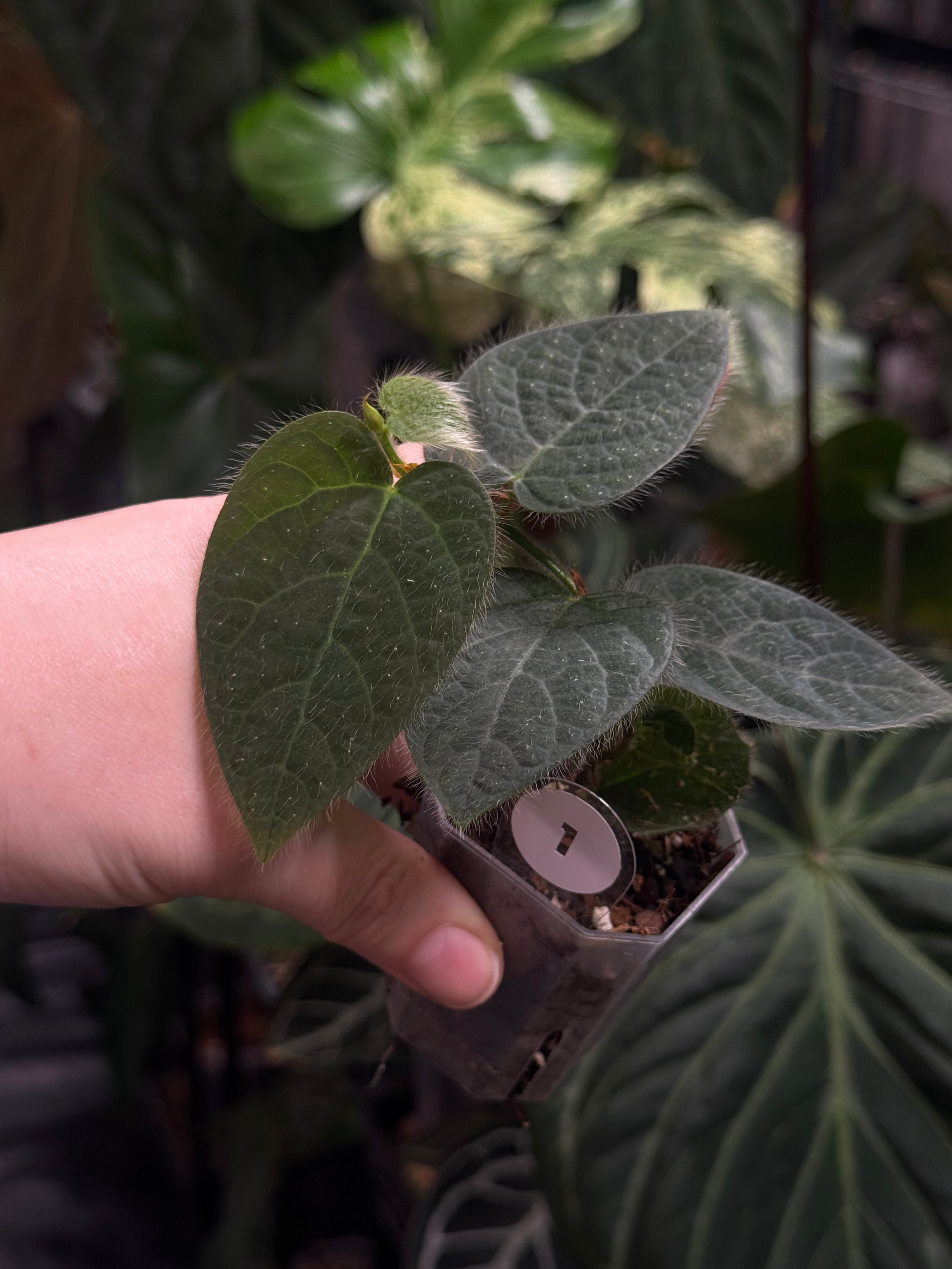 Ficus Villosa