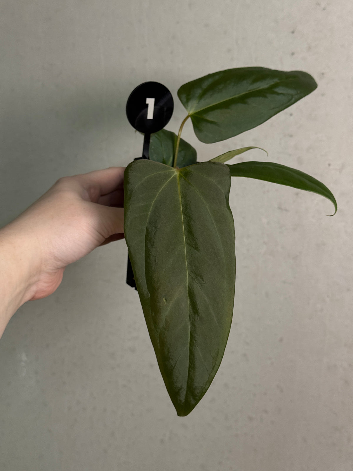 Anthurium ('Cobra' x Fort Sherman) x Indo Portillae or self