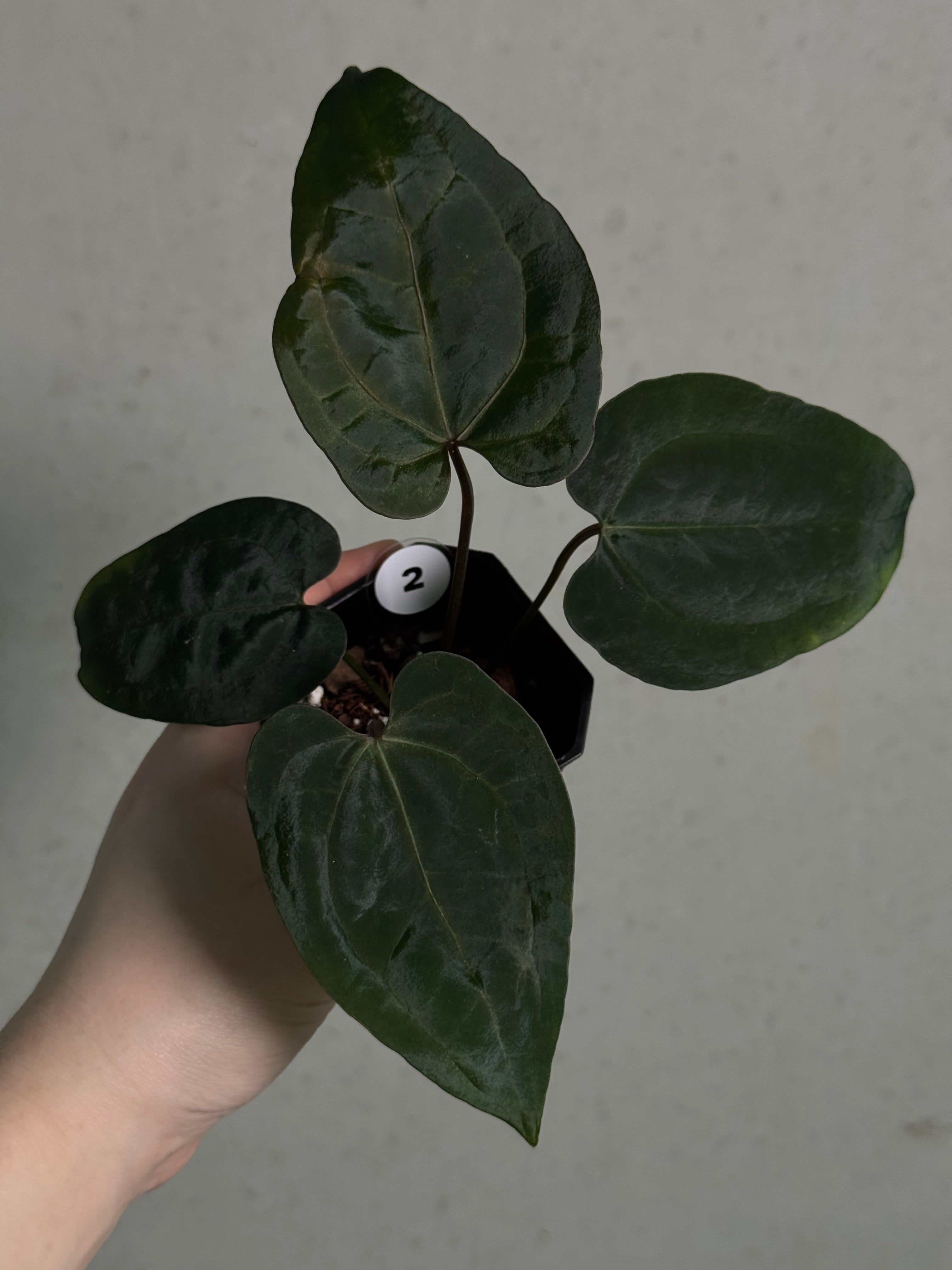 Anthurium Ace Of Spades Dark Form F1 (SKG) - SMUKHI