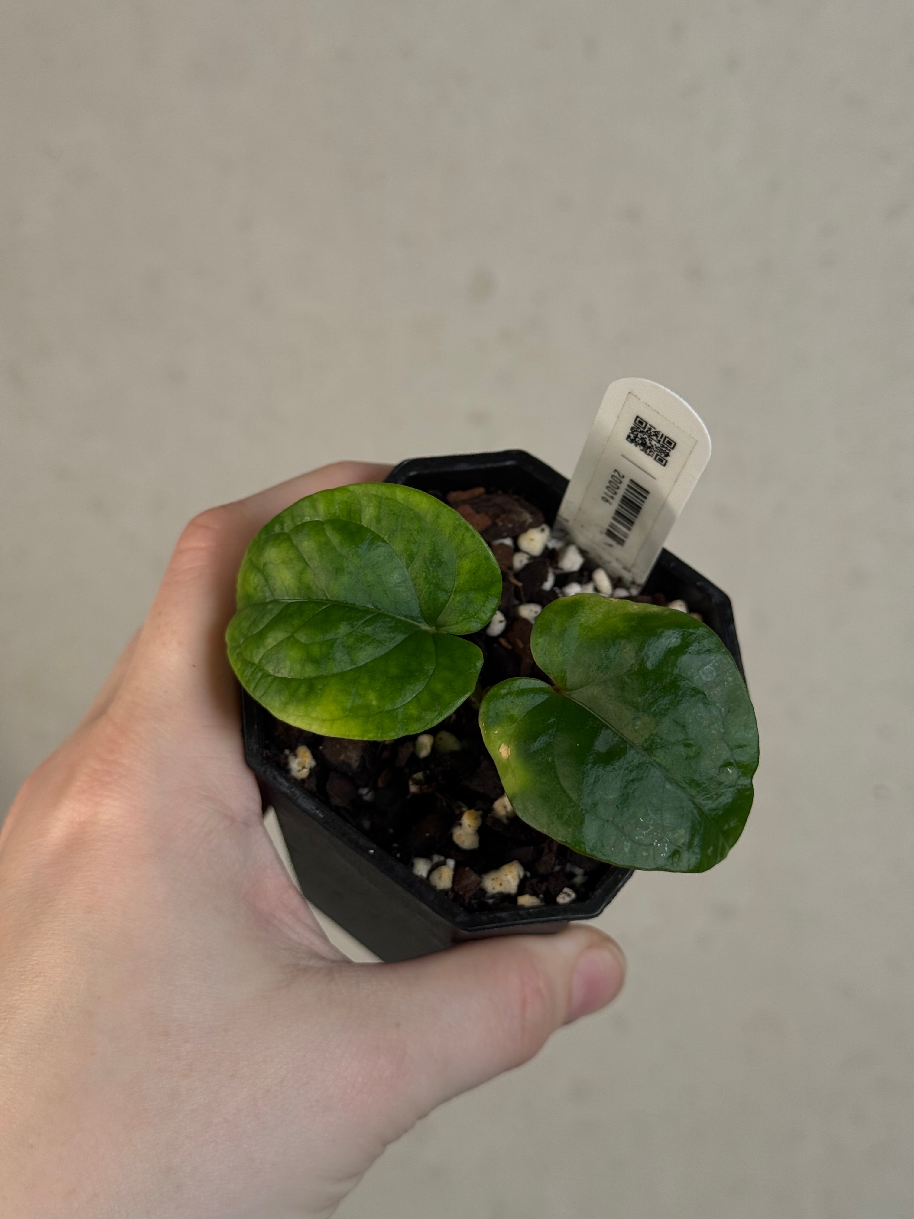 Anthurium Kunayalense F1 - Clone