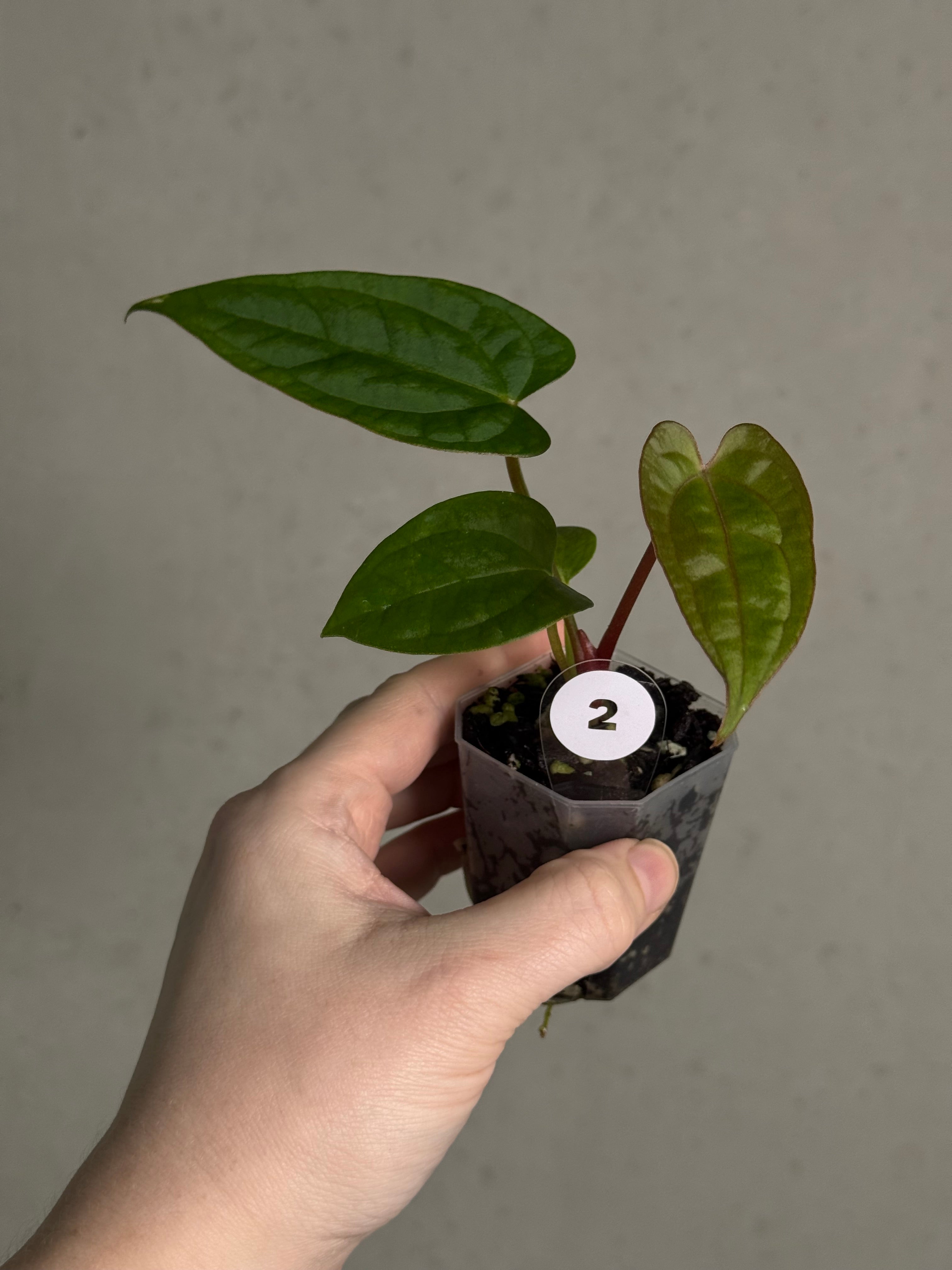 Anthurium (Blue Papillilaminum x Forgetii) x (Papillilaminum XOne x XOne) - SMUKHI