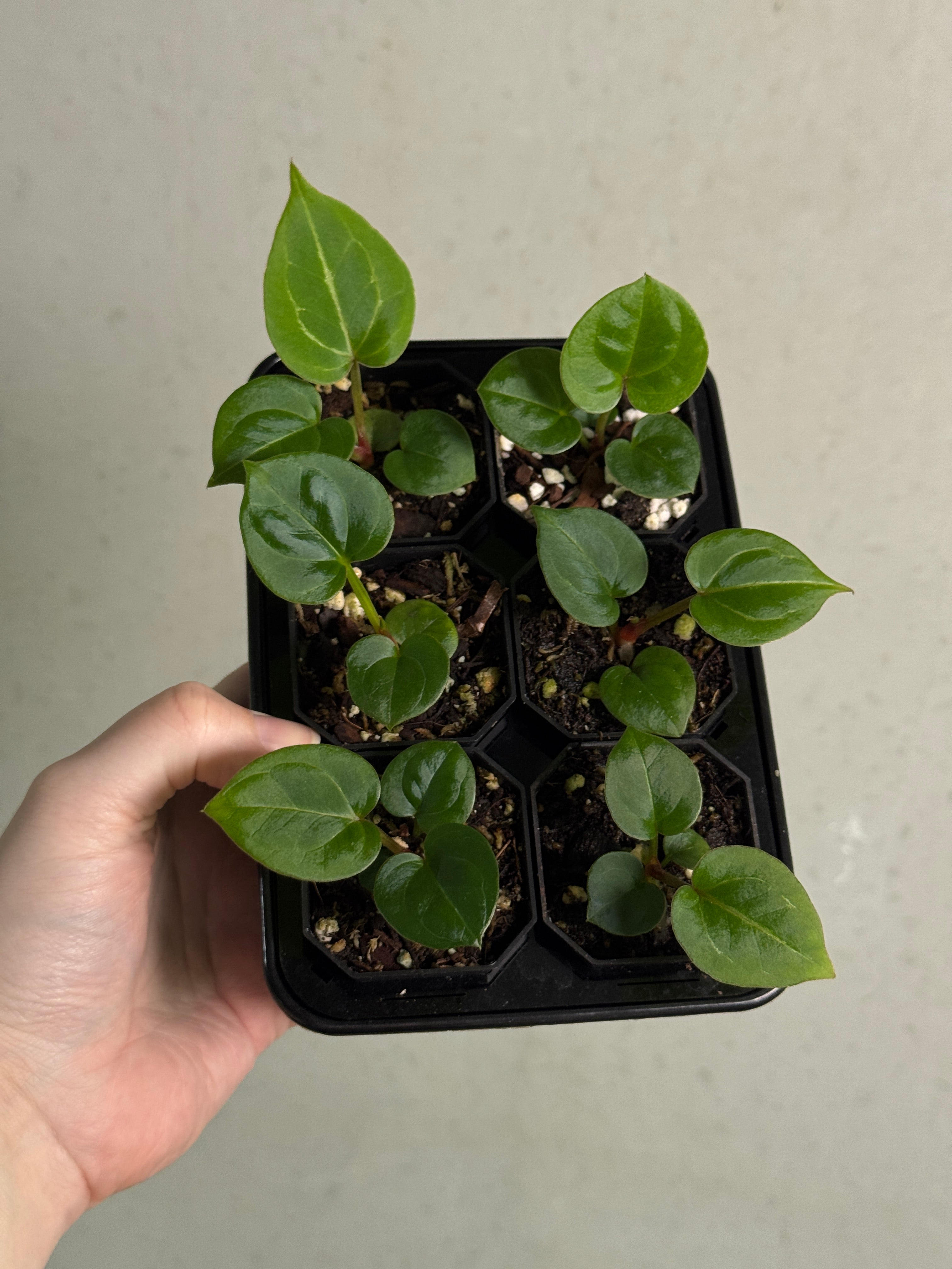 Anthurium HU Round '1' x '2'