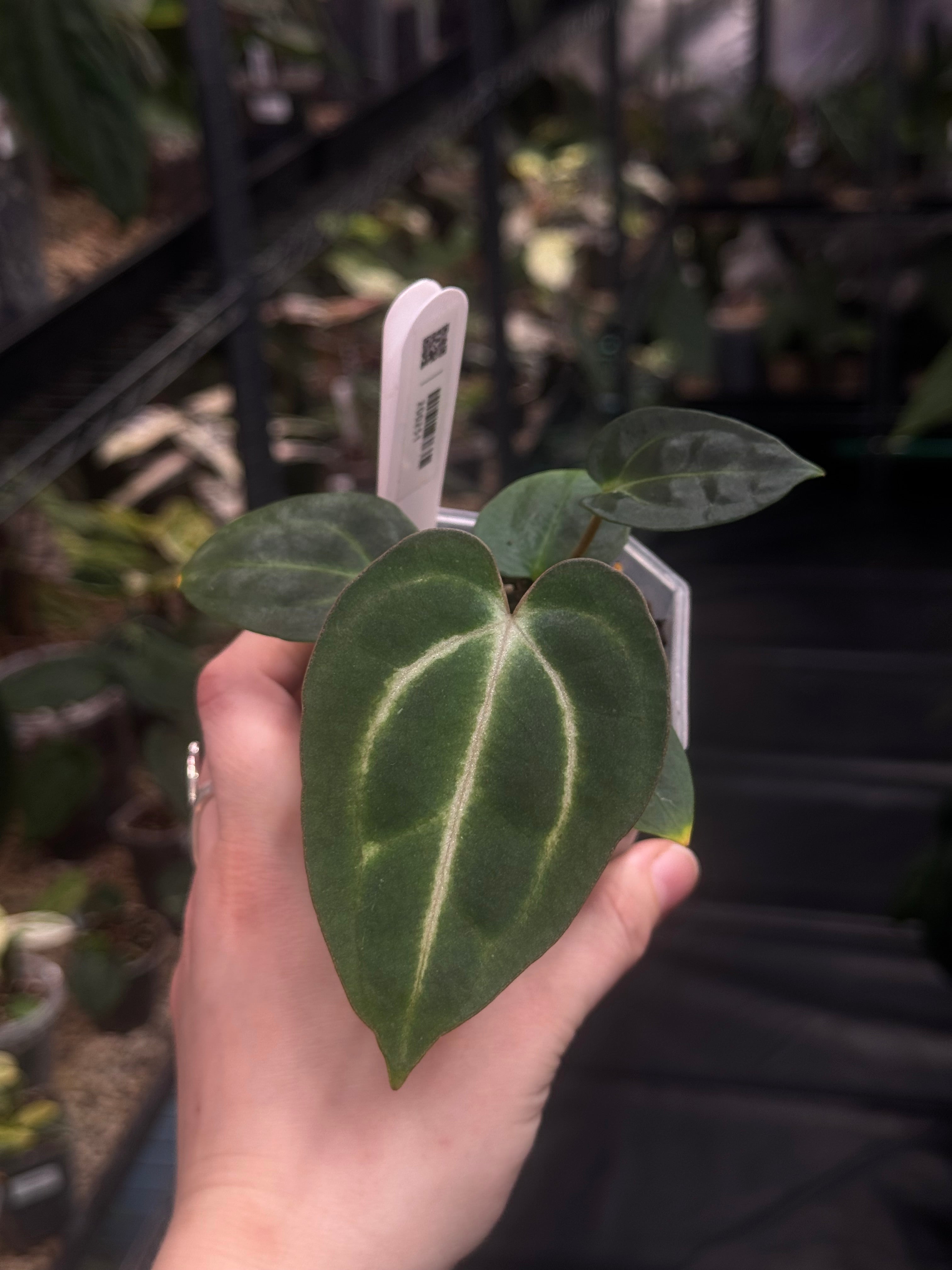 Anthurium Carlablackiae RA10 x BUZ1
