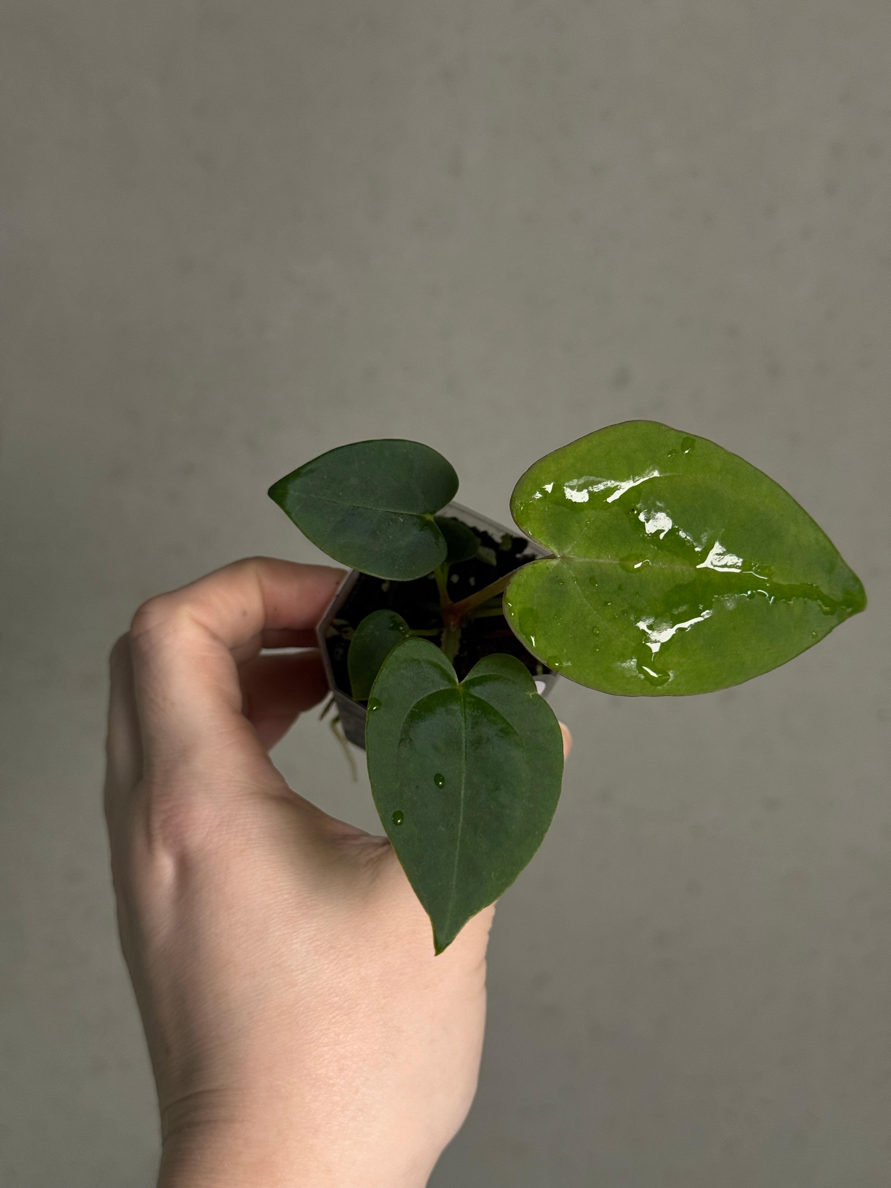 Anthurium (Blue Papillilaminum x Forgetii) x (Papillilaminum XOne x XOne) - SMUKHI