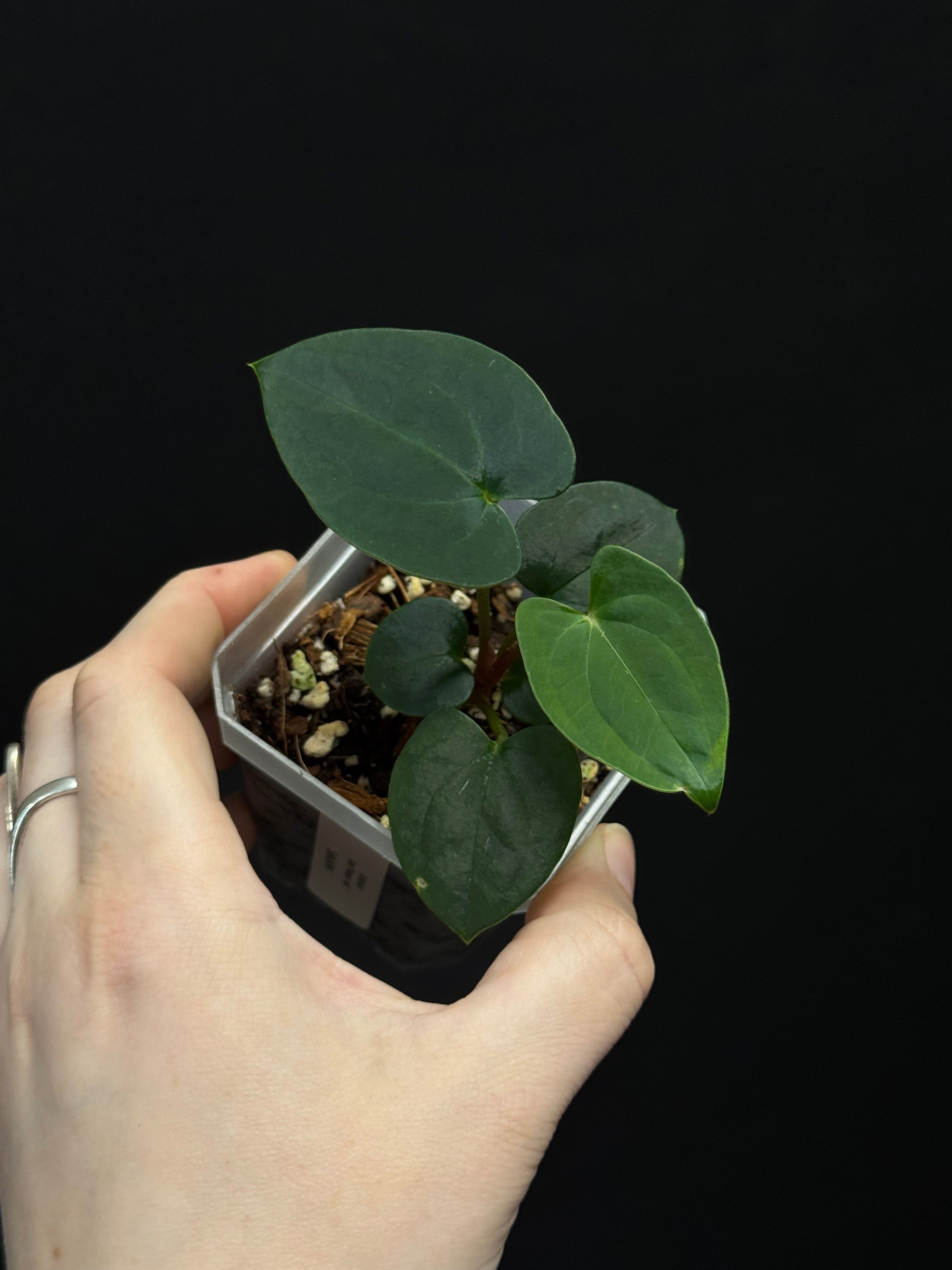anthurium Dark　Phoenix　ダーク　フェニックス　セルフ Anthurium Dark Phoenix X Self - Etsy