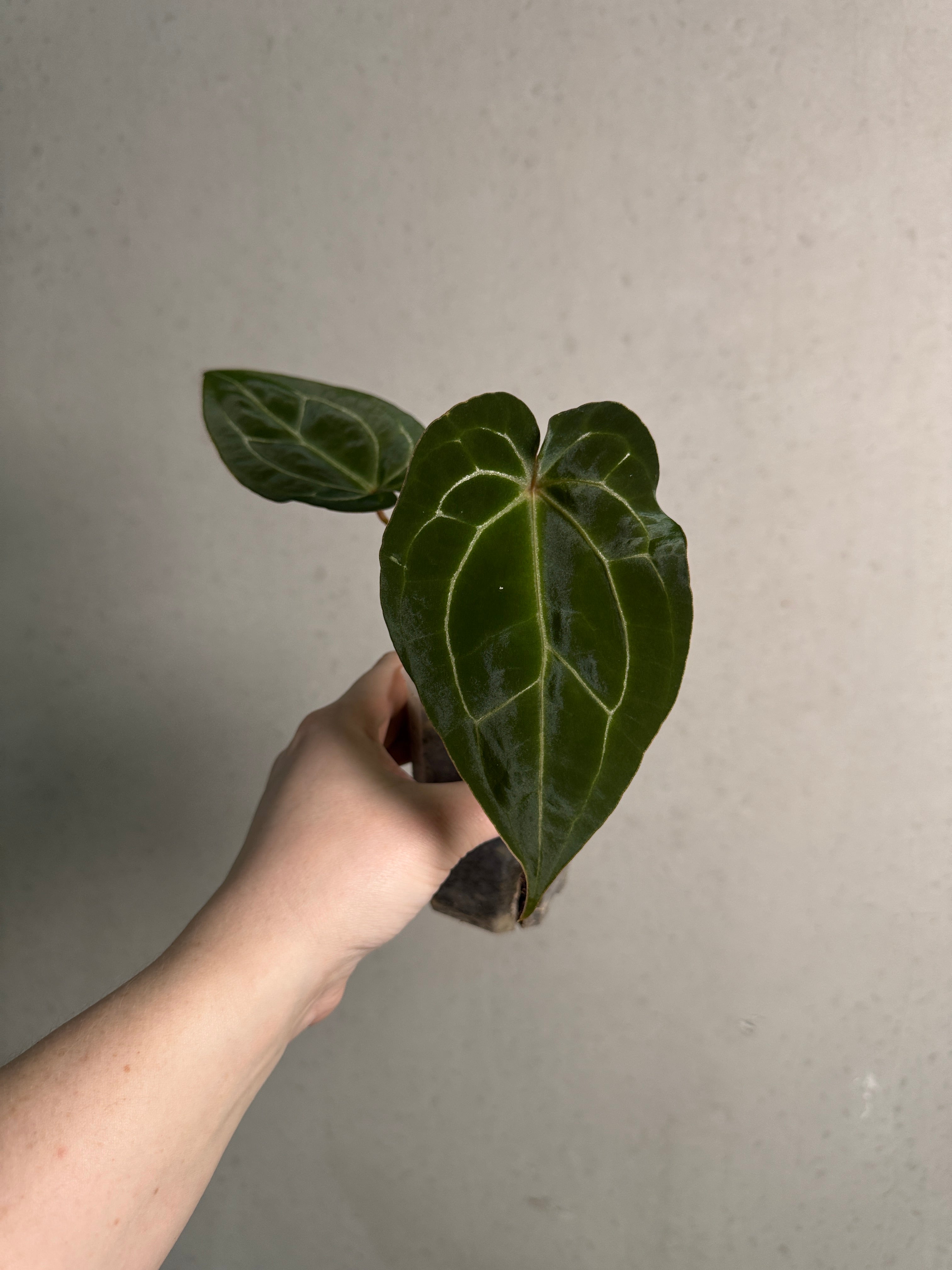 Anthurium Michelle x Forgetii - Rare Finds for Refined Collections