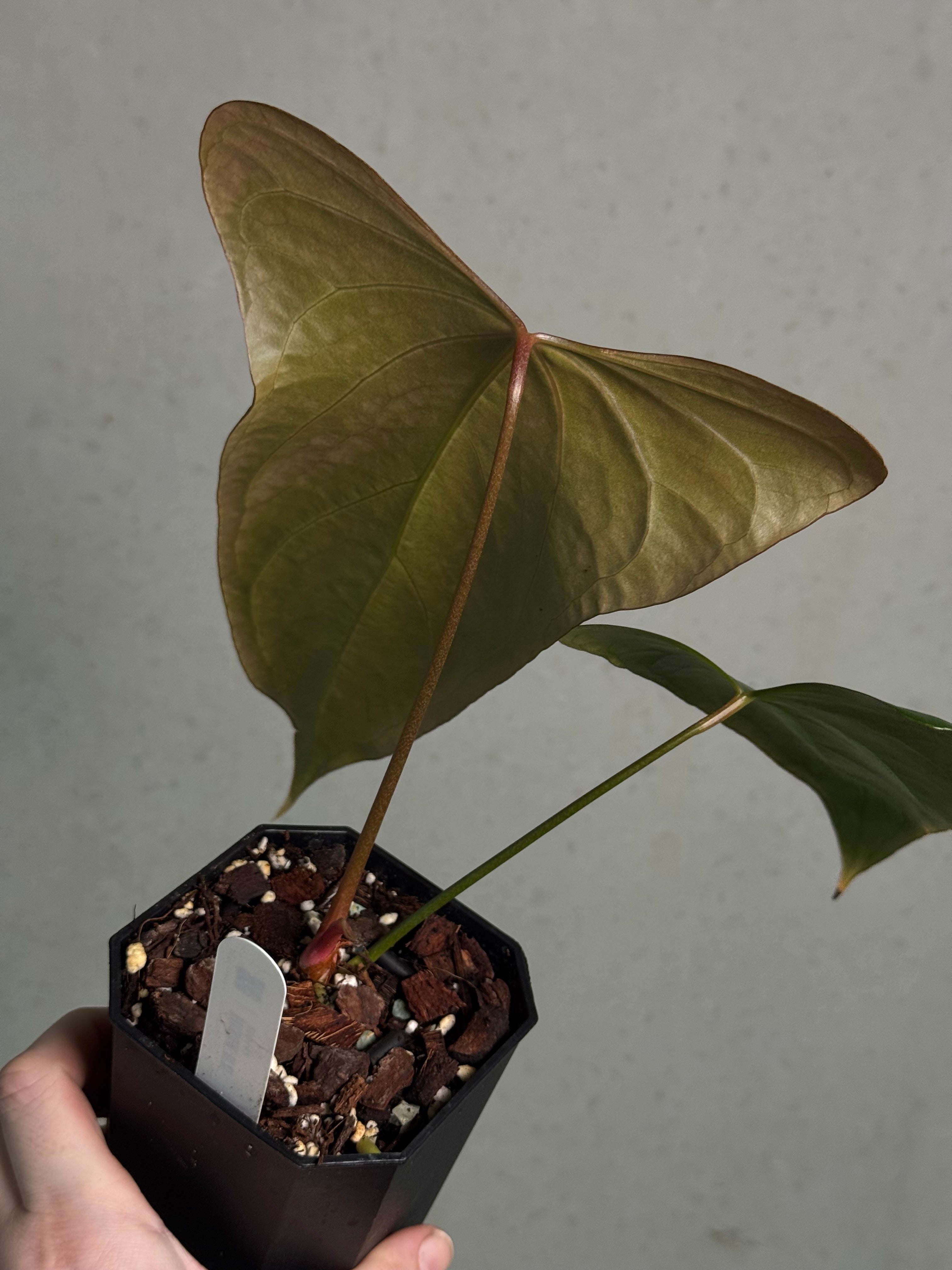 Anthurium Indo Portillae - Clone - SMUKHI