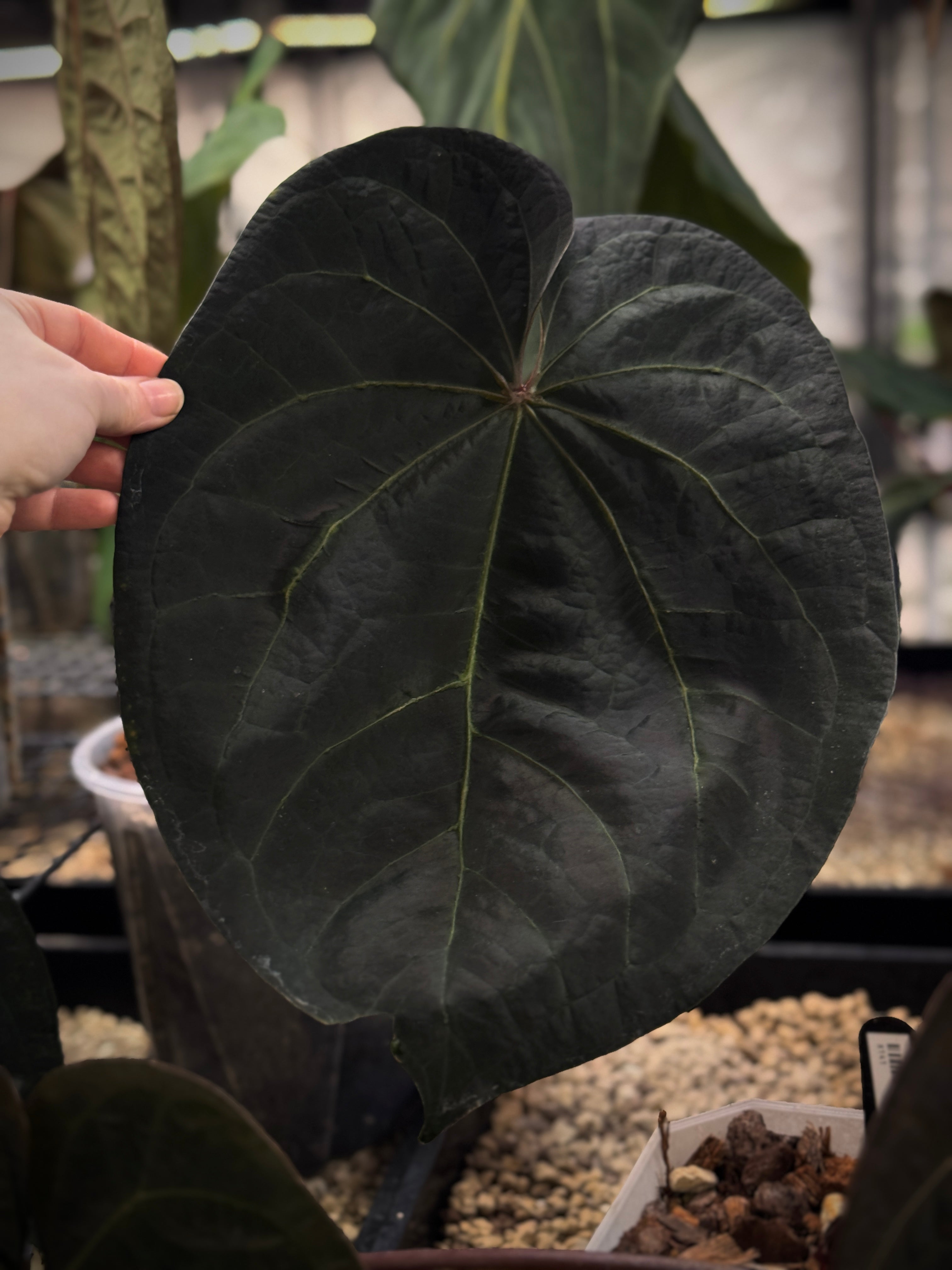 NFS: Anthurium Ace of Spades Dark x Green Form - SMUKHI