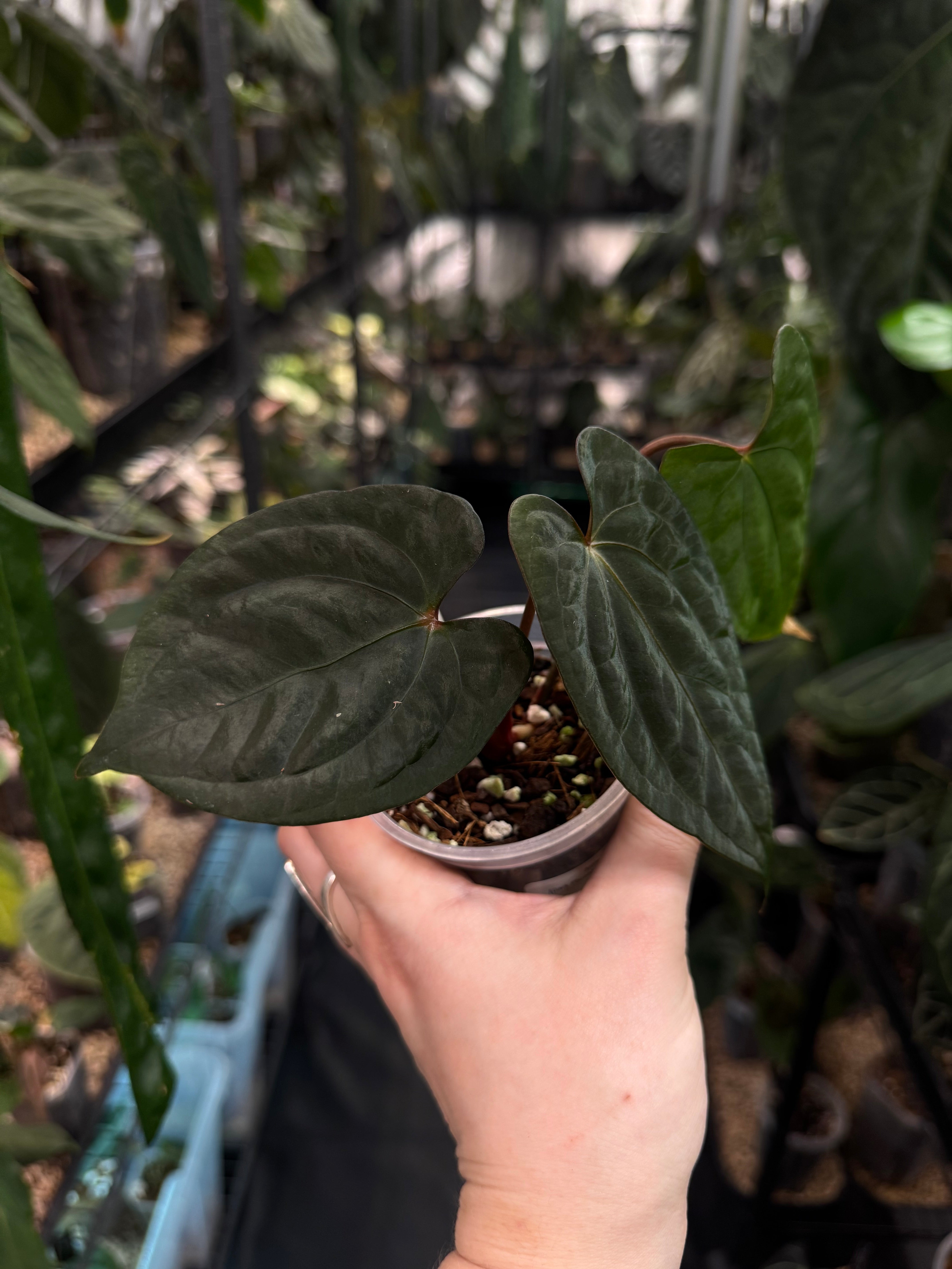 Anthurium ‘Sherpa’ (Dark Phoenix x RVDP) - Clone