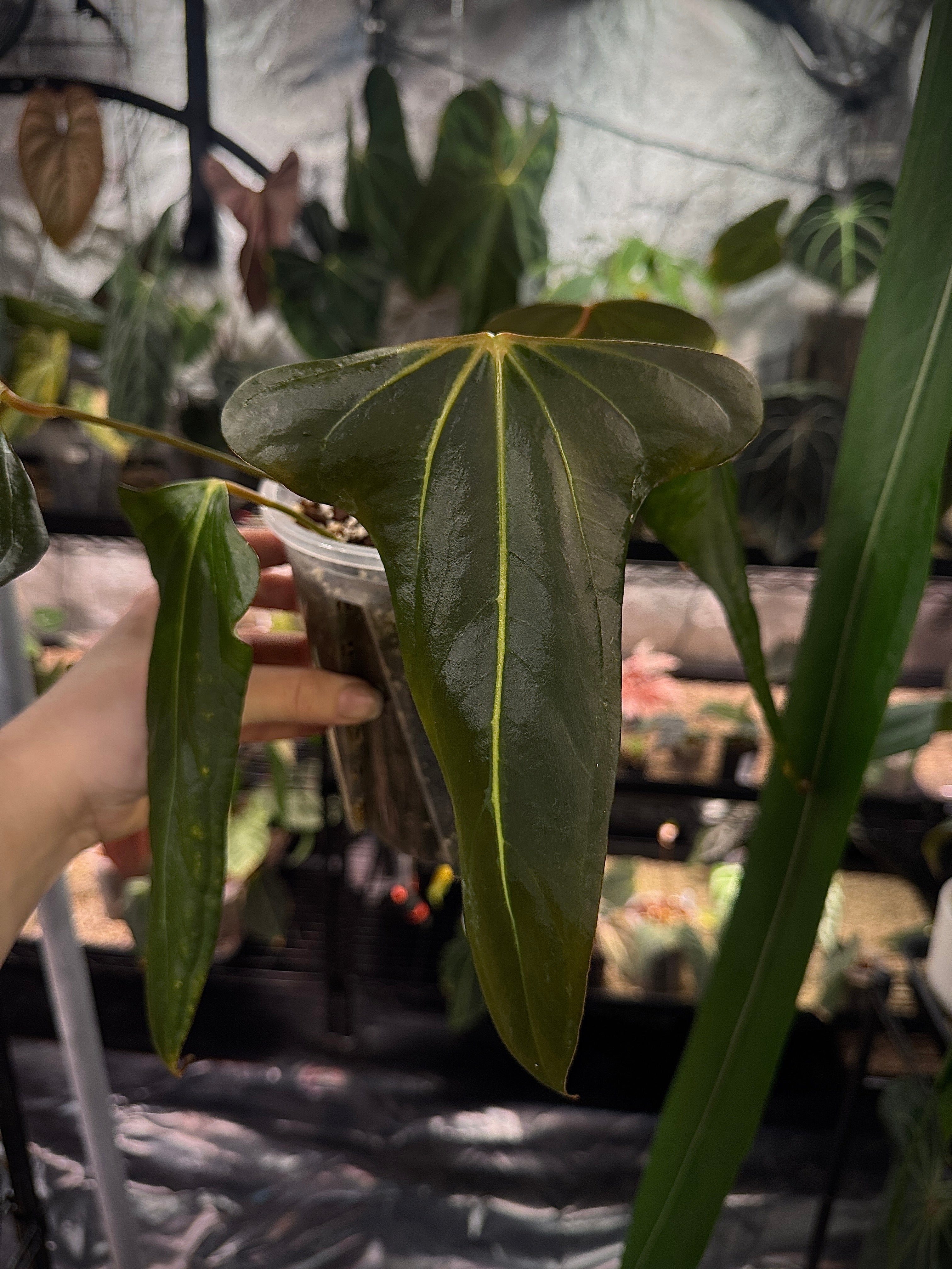 NFS: Anthurium Indo Portillae