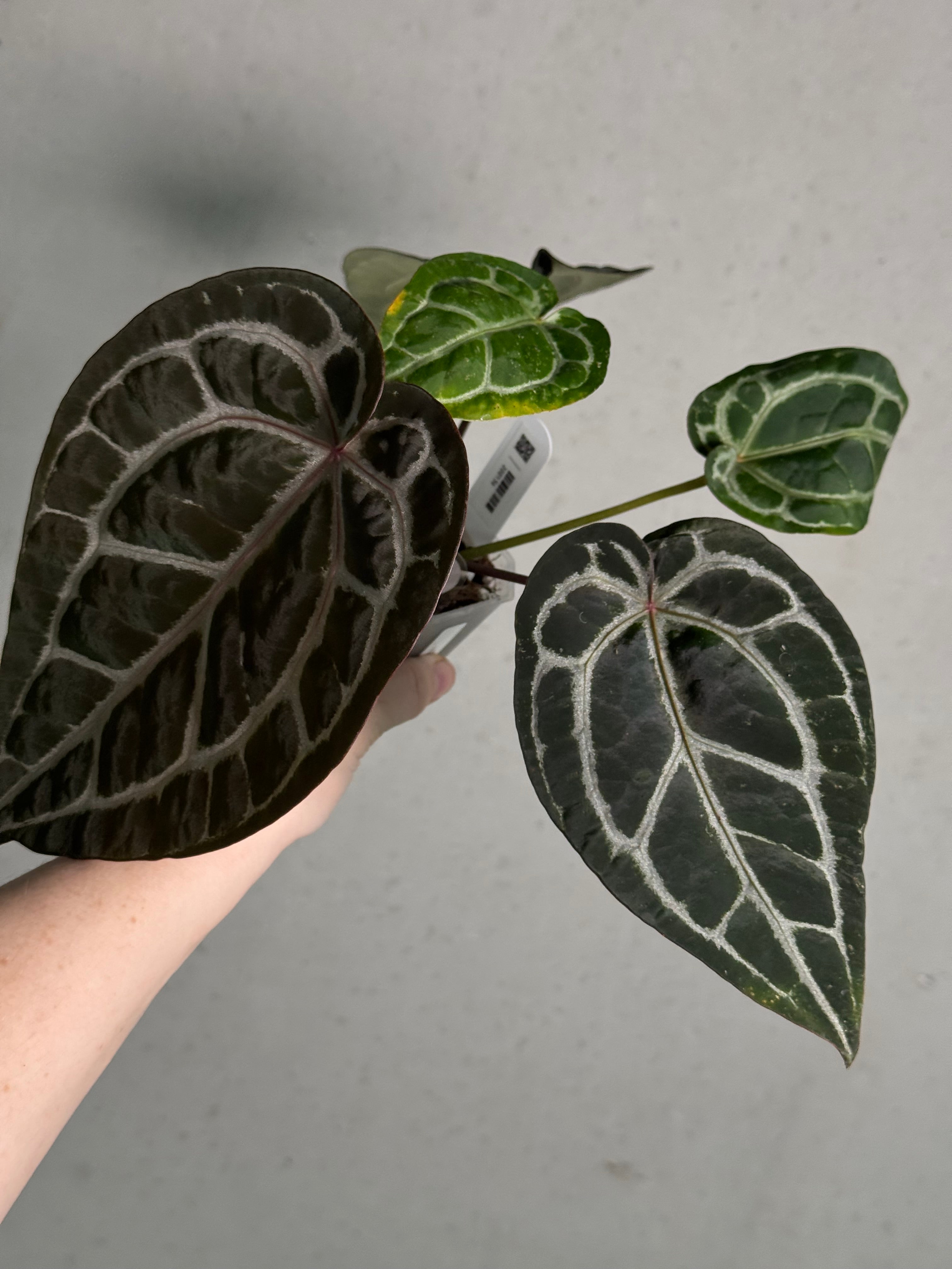 Anthurium DocBlock Michelle - SMUKHI