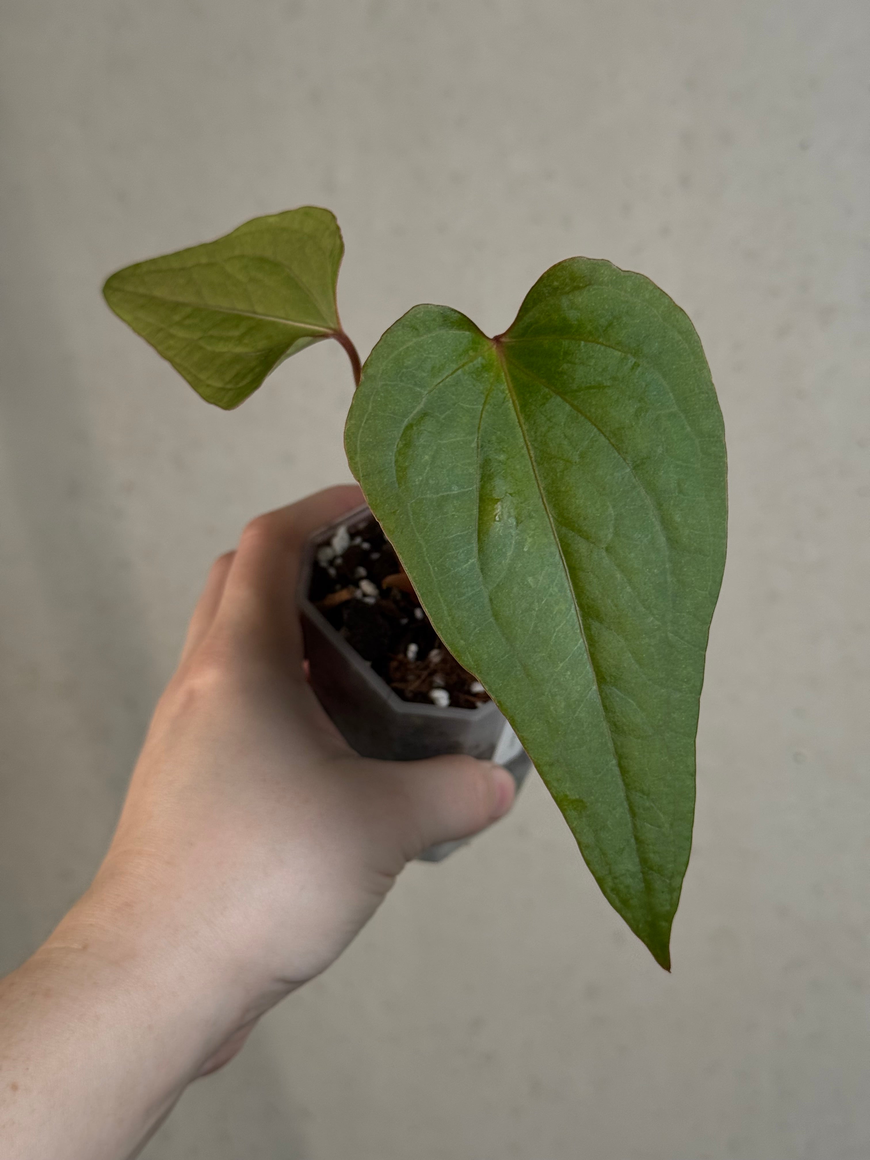 Anthurium cf. Sagittatum S1