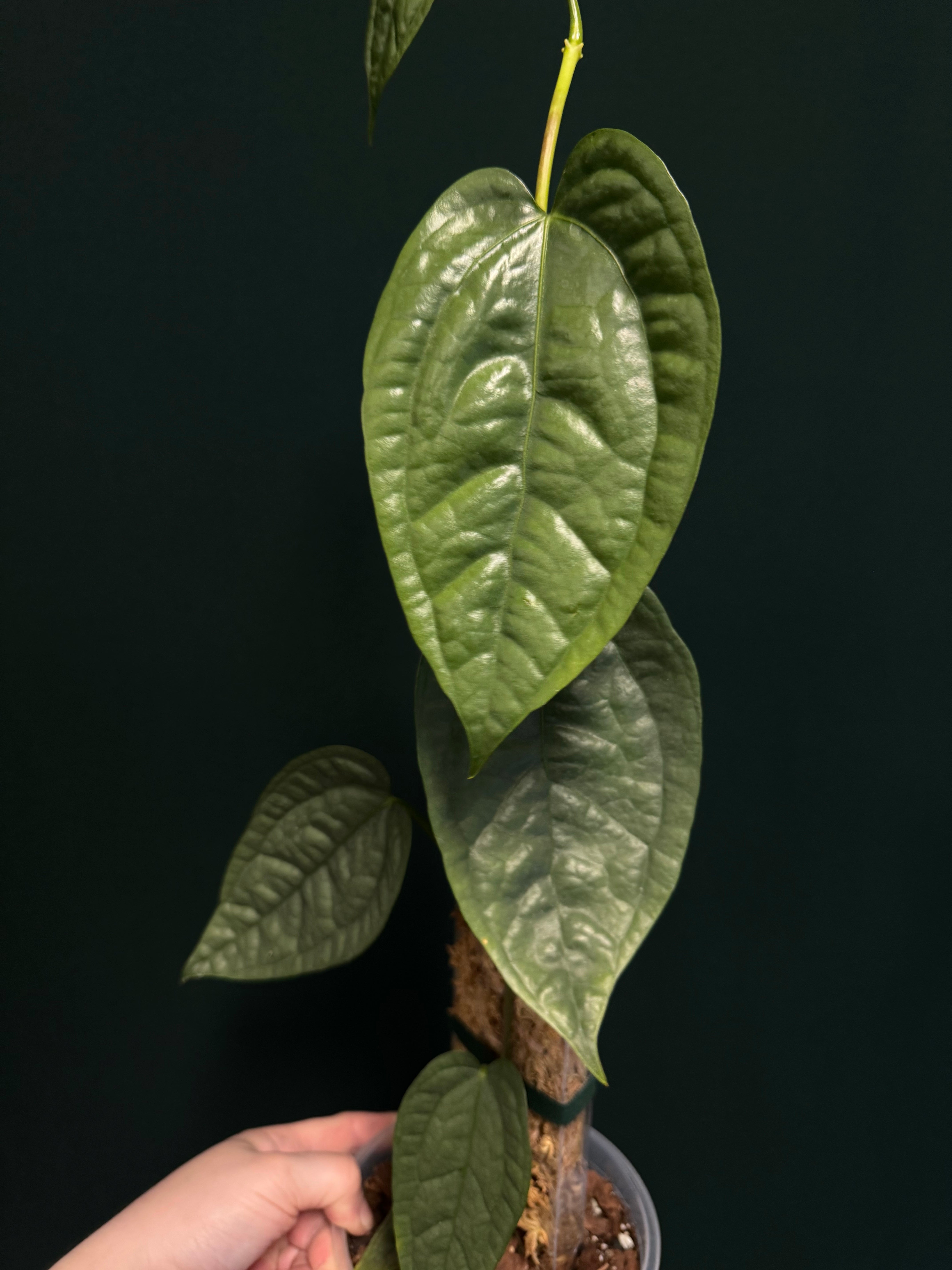 Anthurium sp. Limon (L)
