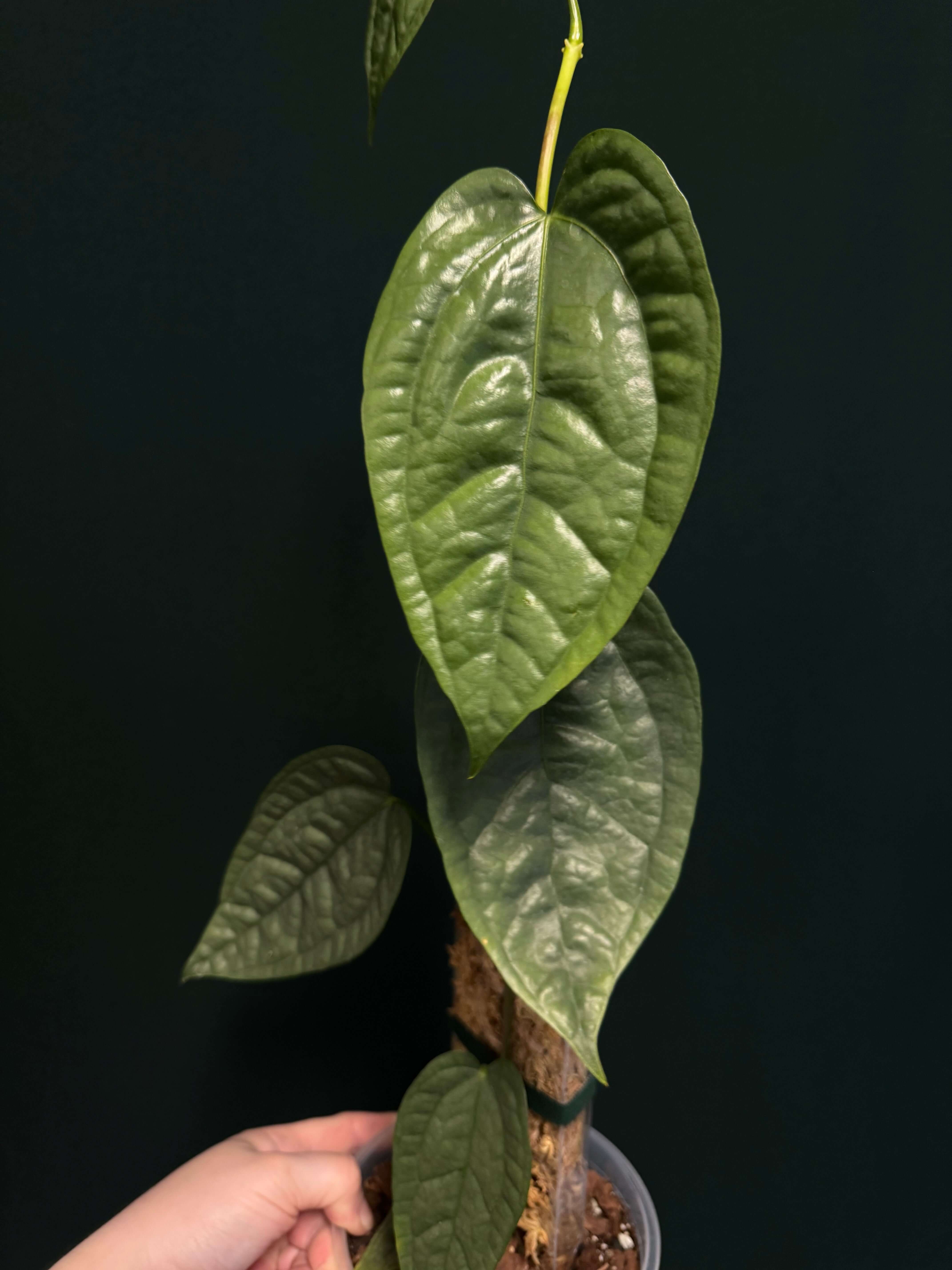 Anthurium sp. Limon (L) - SMUKHI
