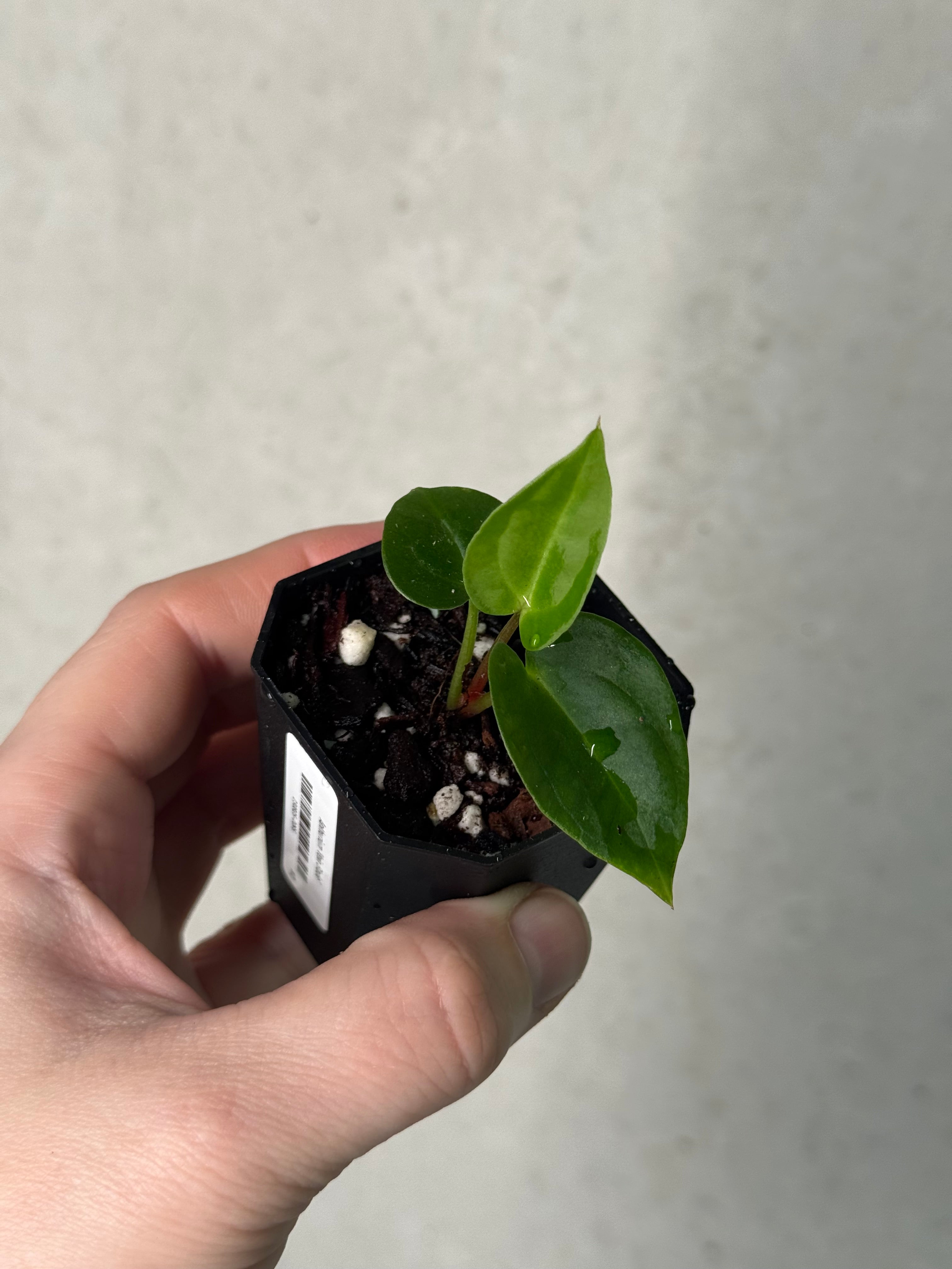 Anthurium ‘Vein Blade’