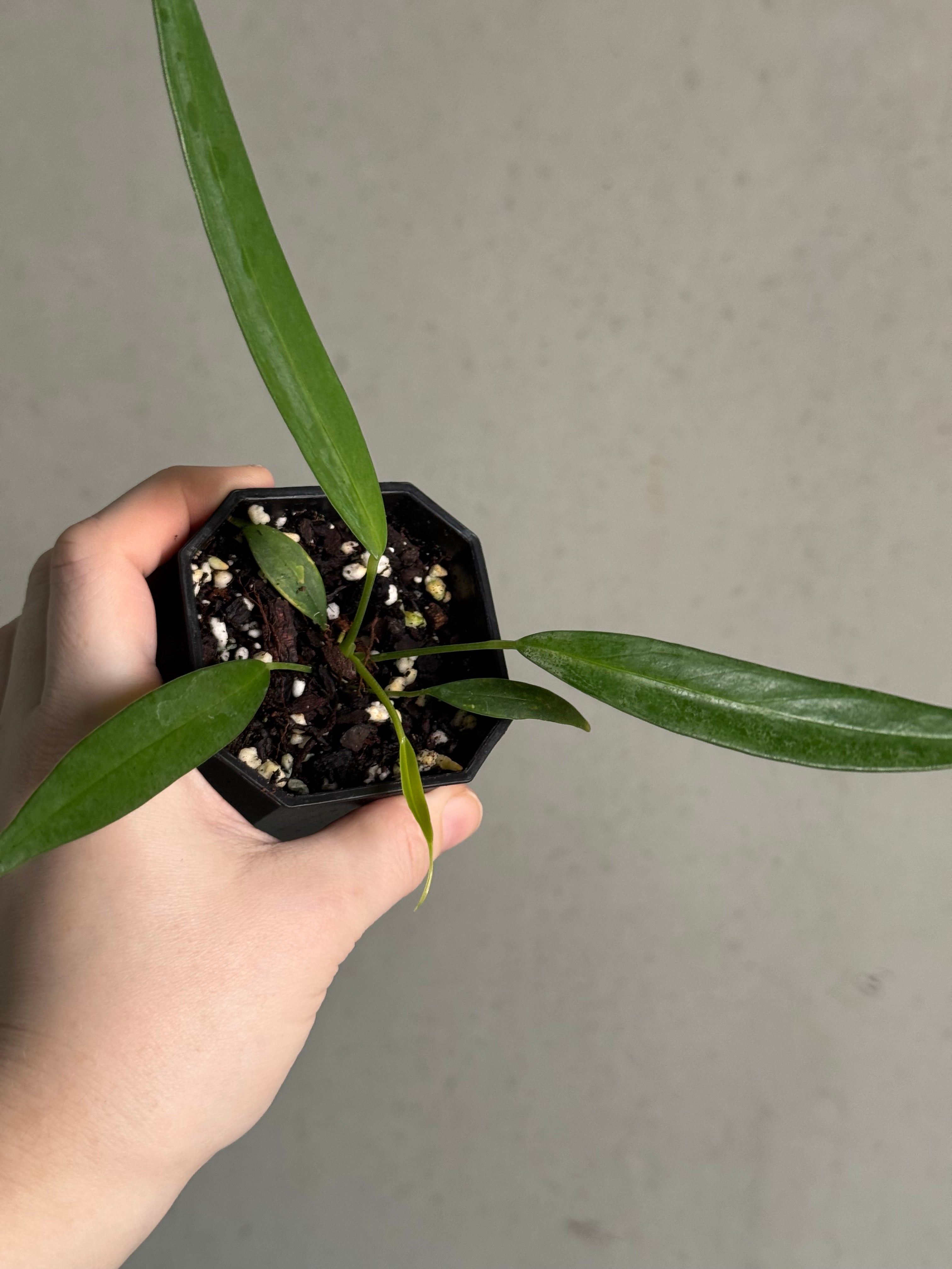 Anthurium Eminens S1